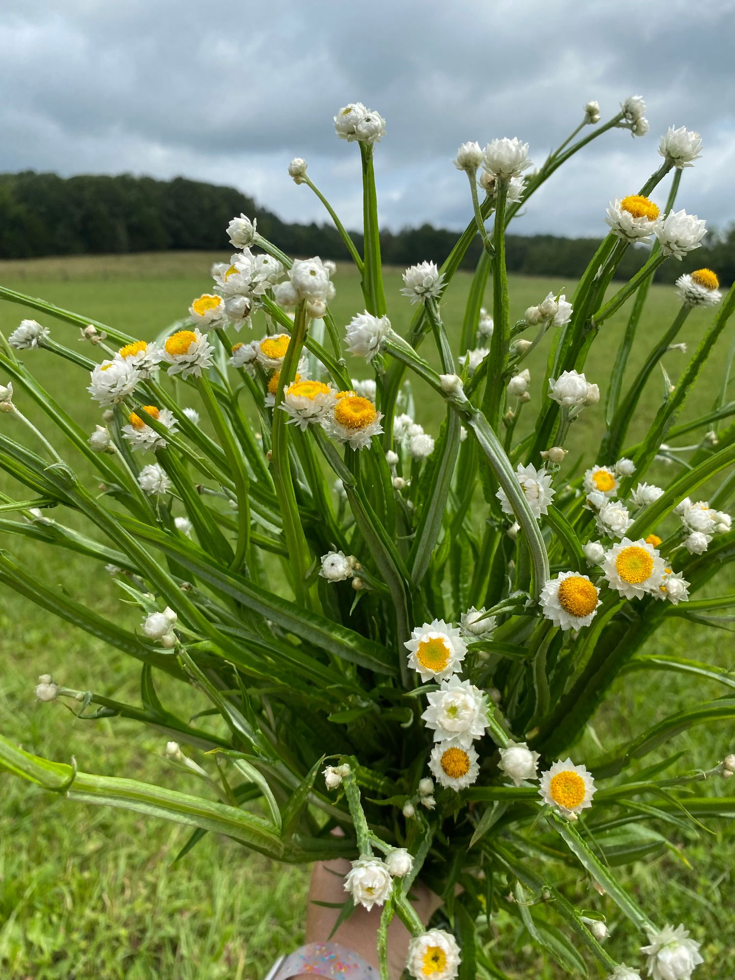AMMOBIUM alatum