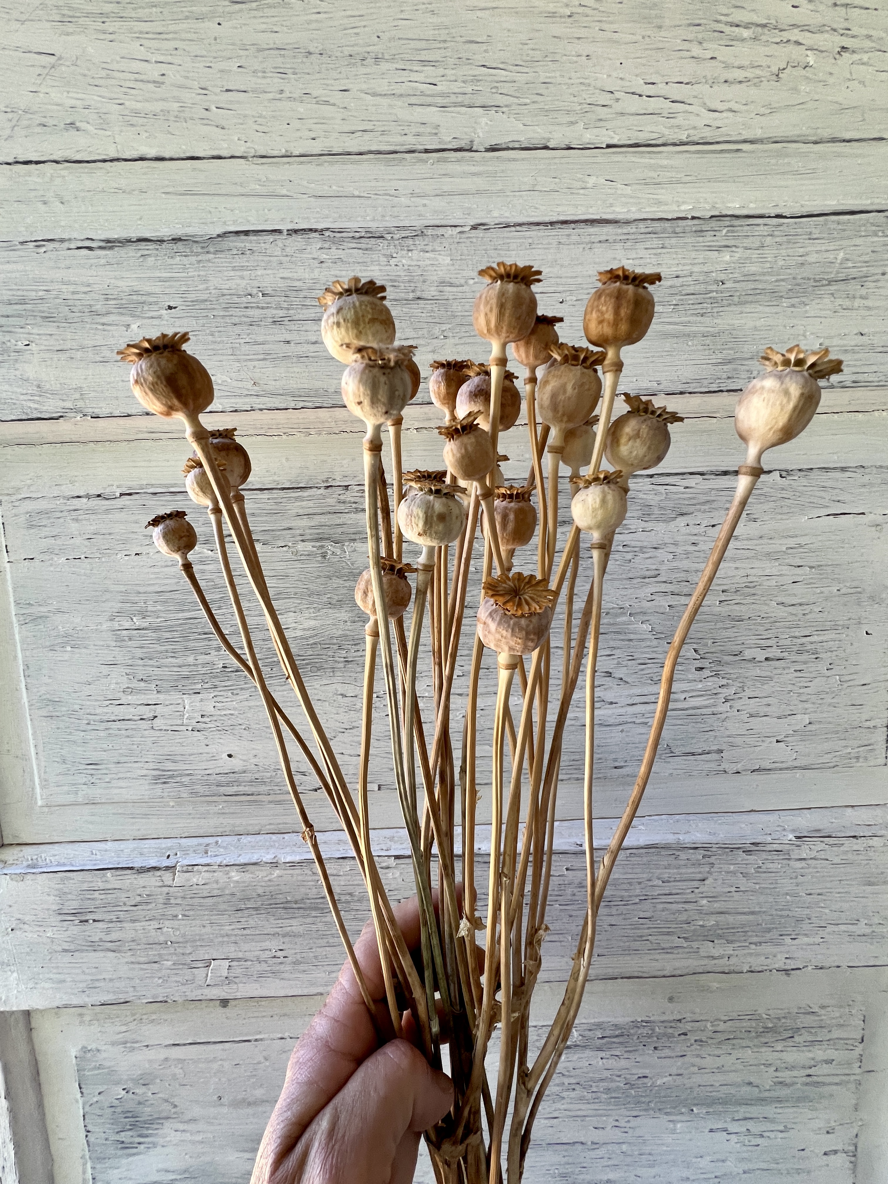 PAPAVER somniferum