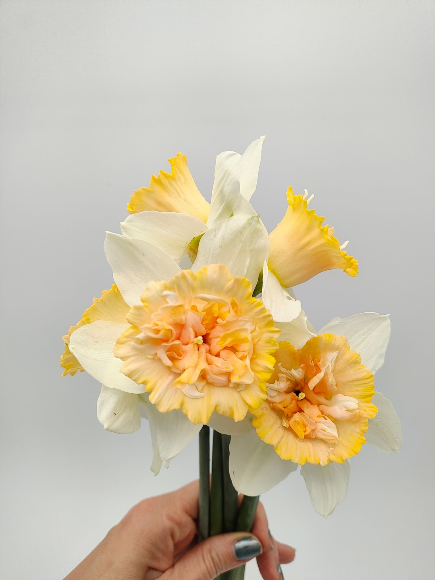 NARCISSUS Petit Four