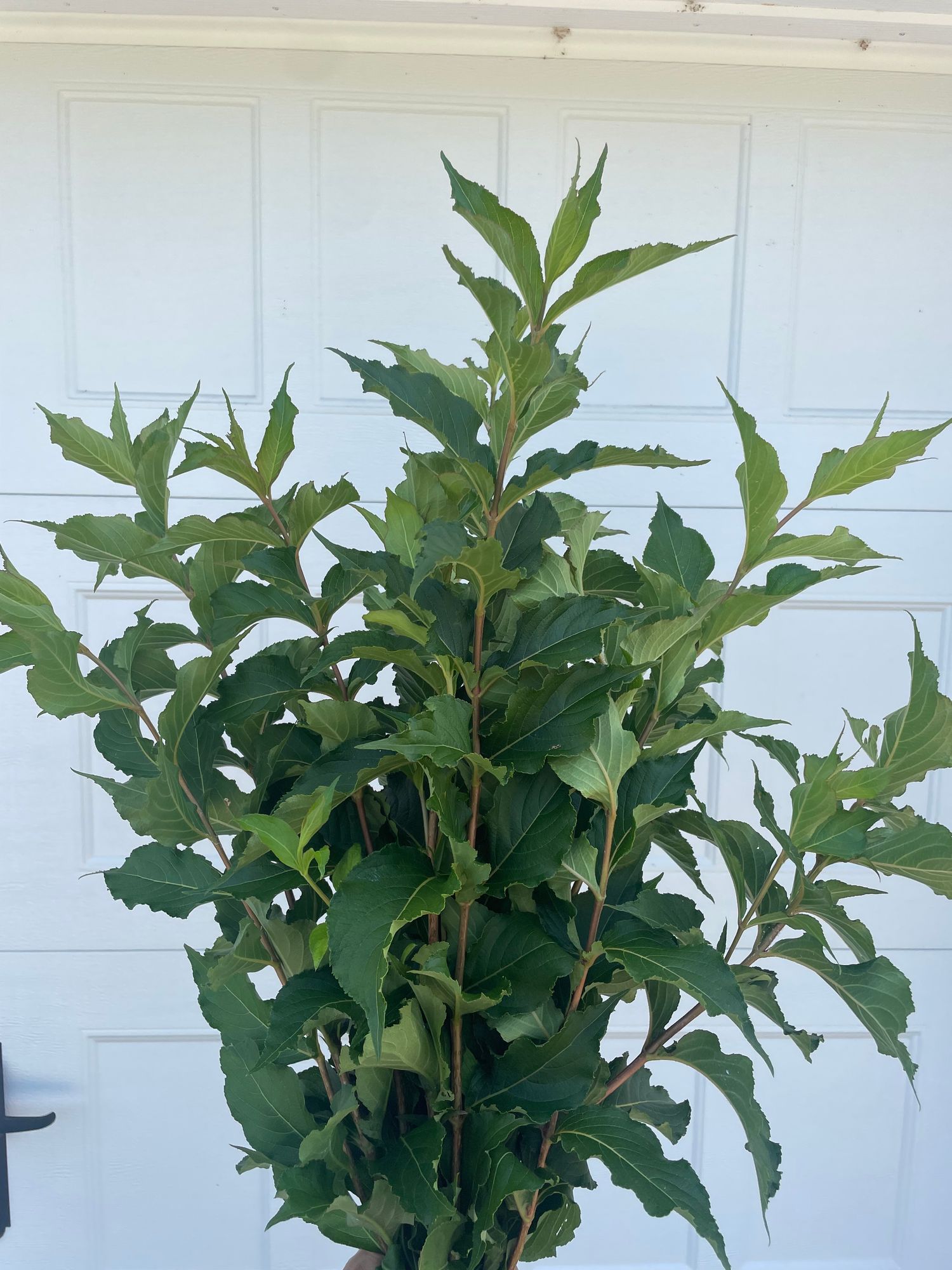 WEIGELA