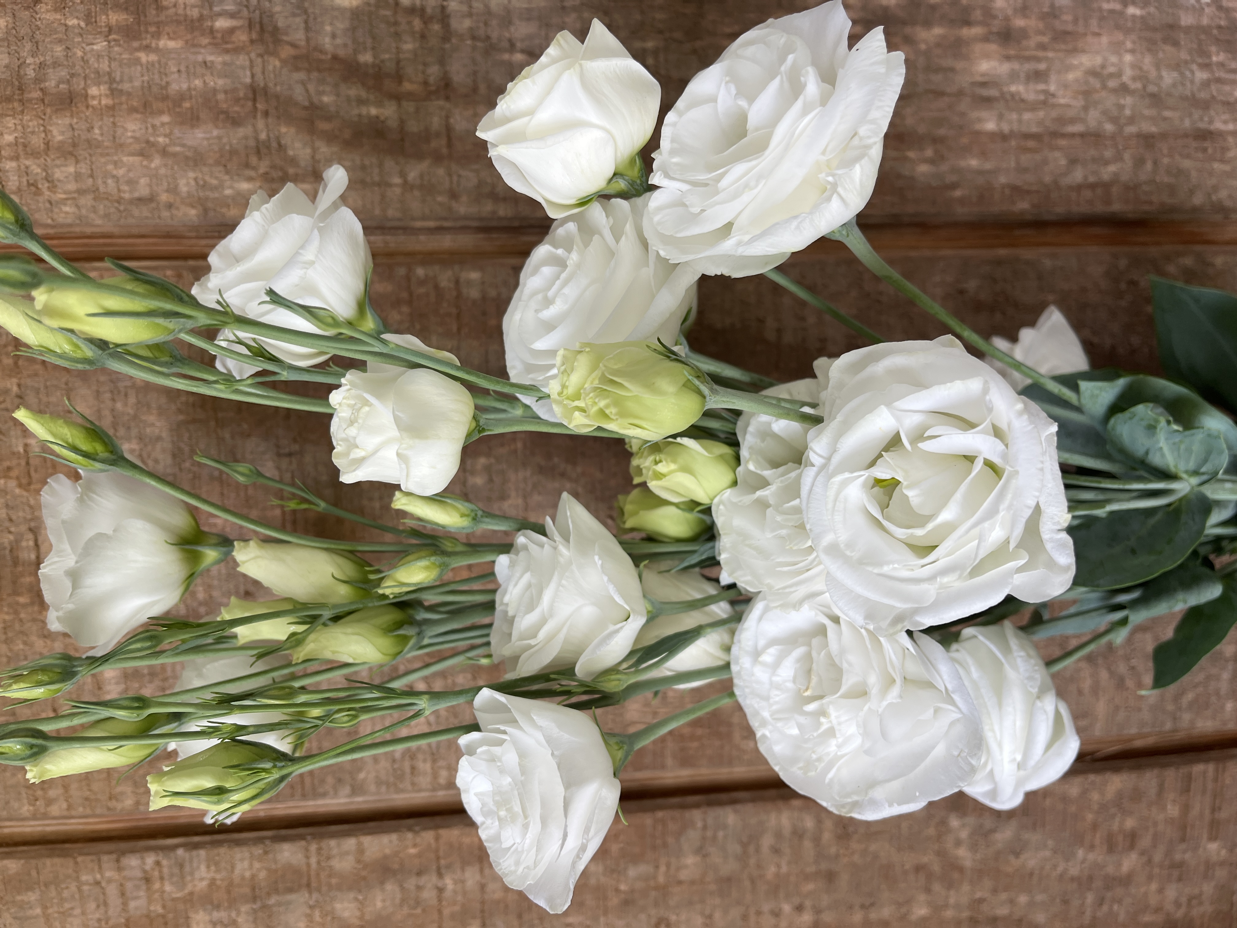 EUSTOMA grandiflorum Arosa 2 Wine