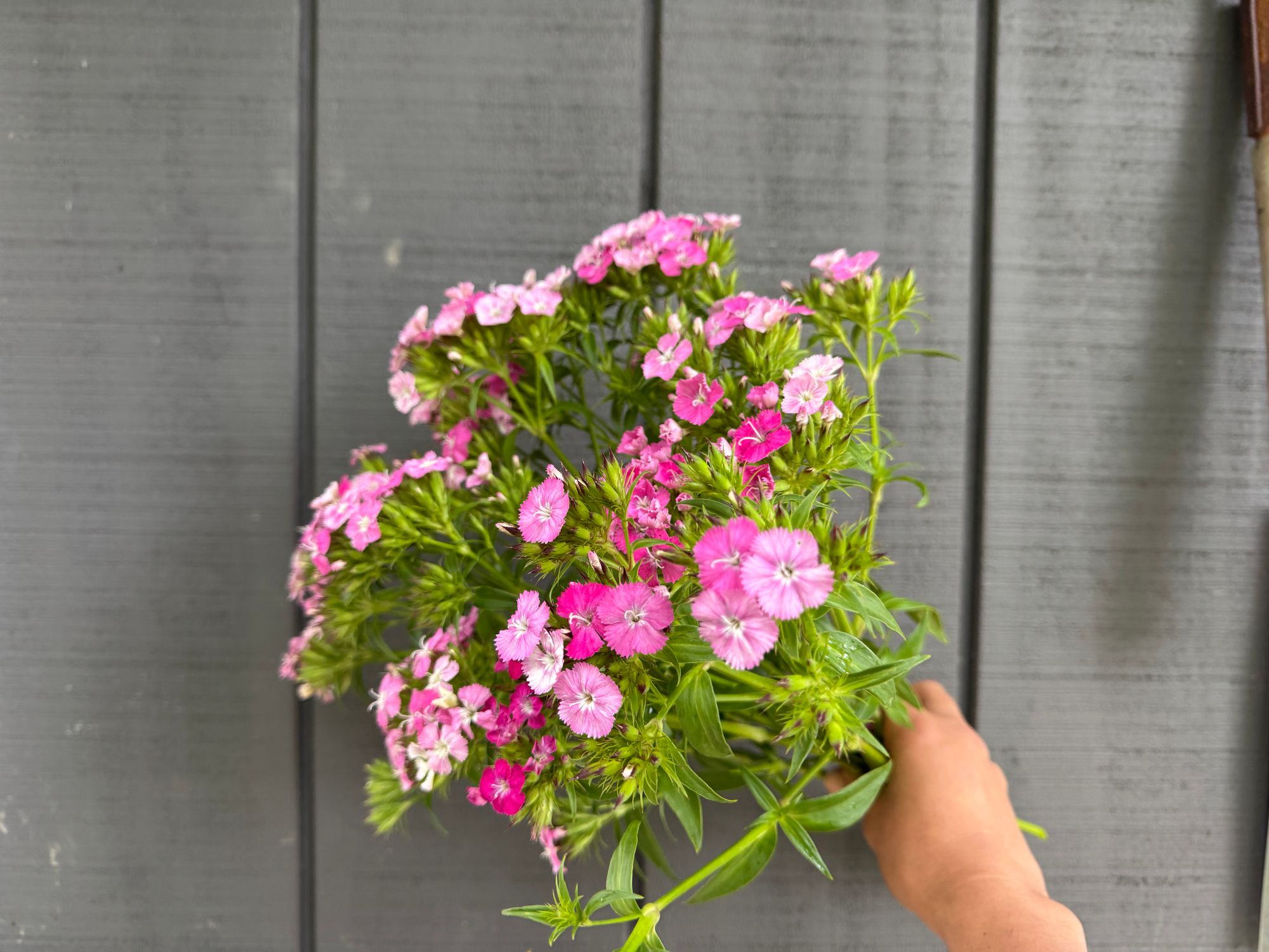 DIANTHUS x barbatus Amazon Rose Magic