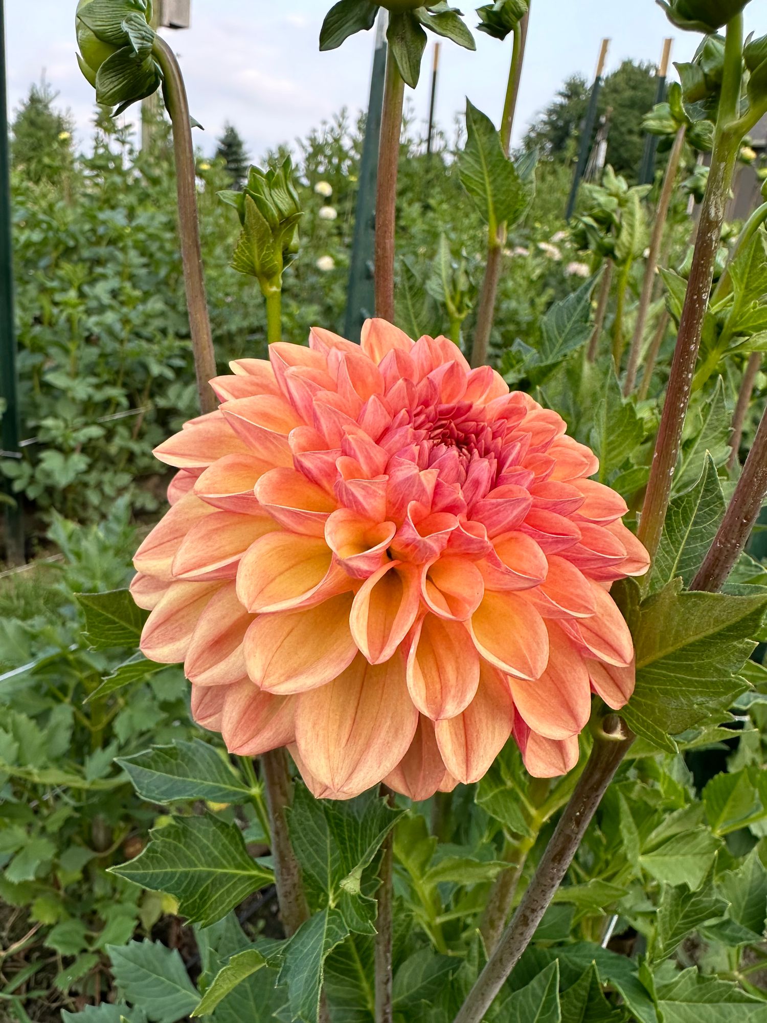 DAHLIA Larks Ebbe