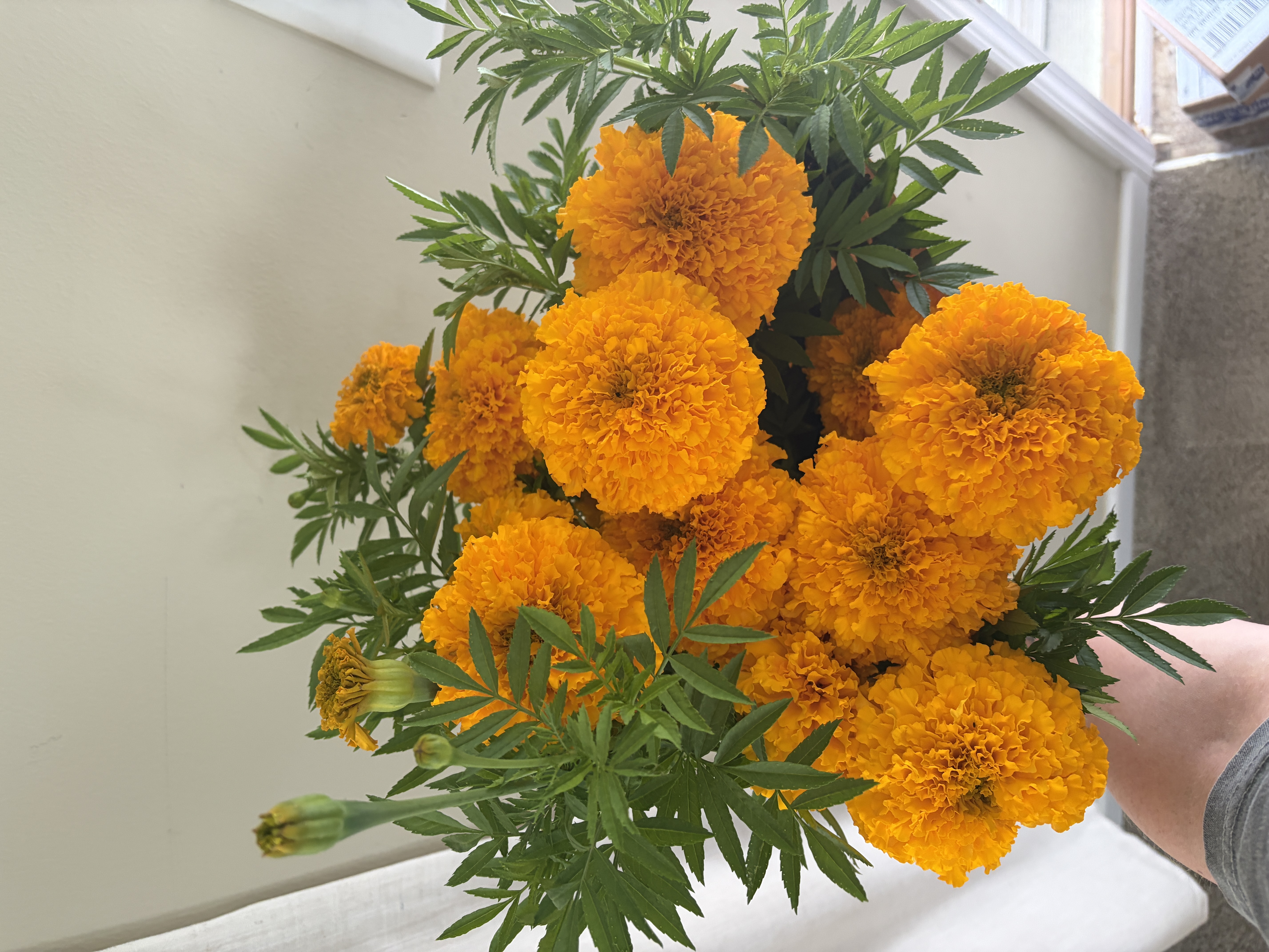 TAGETES erecta Coco