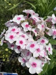 PHLOX paniculata