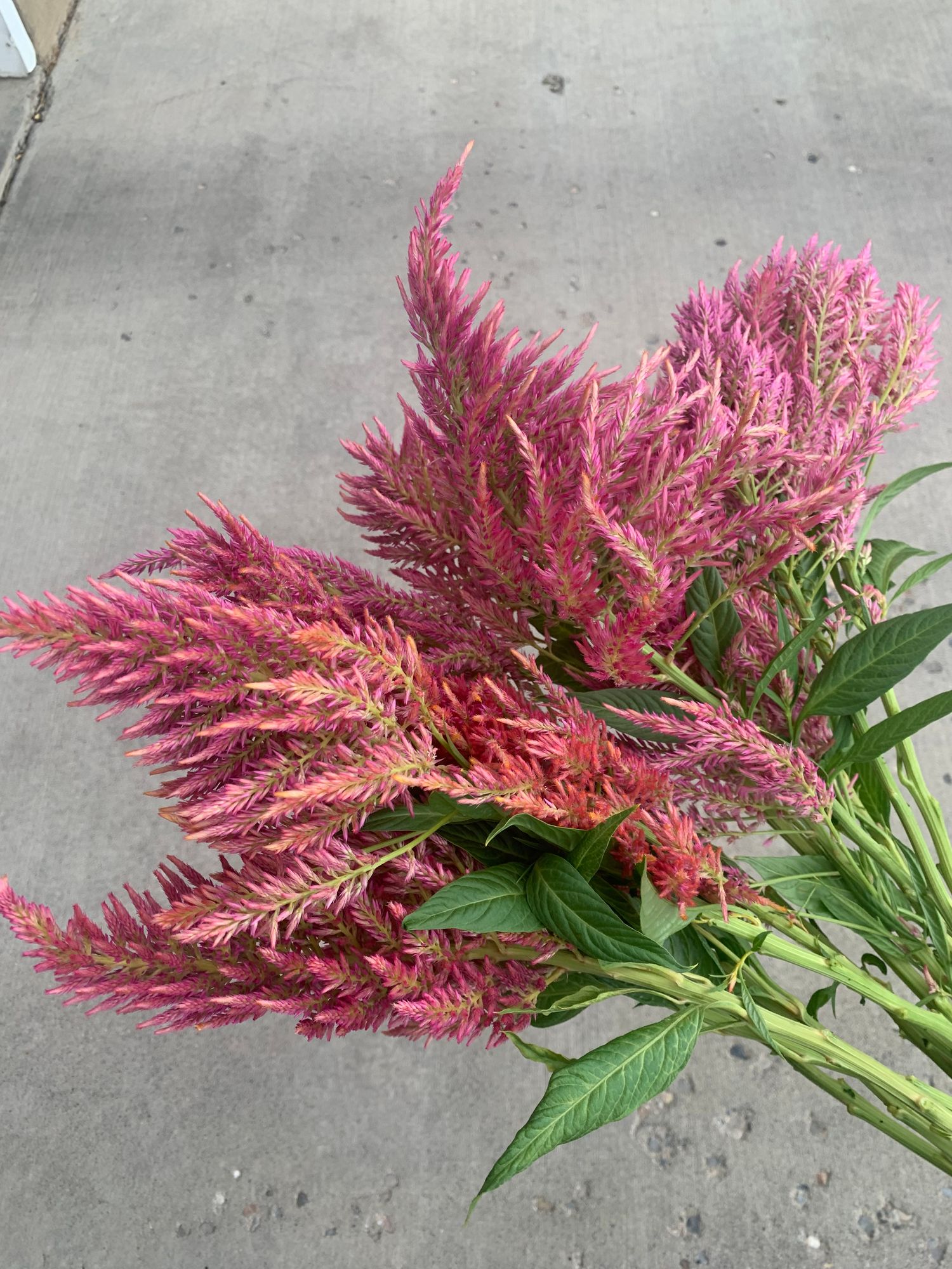 CELOSIA argentea spicata