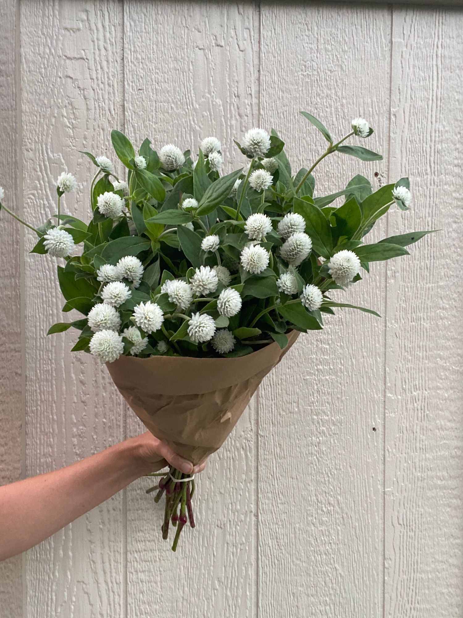 GOMPHRENA globosa Audray