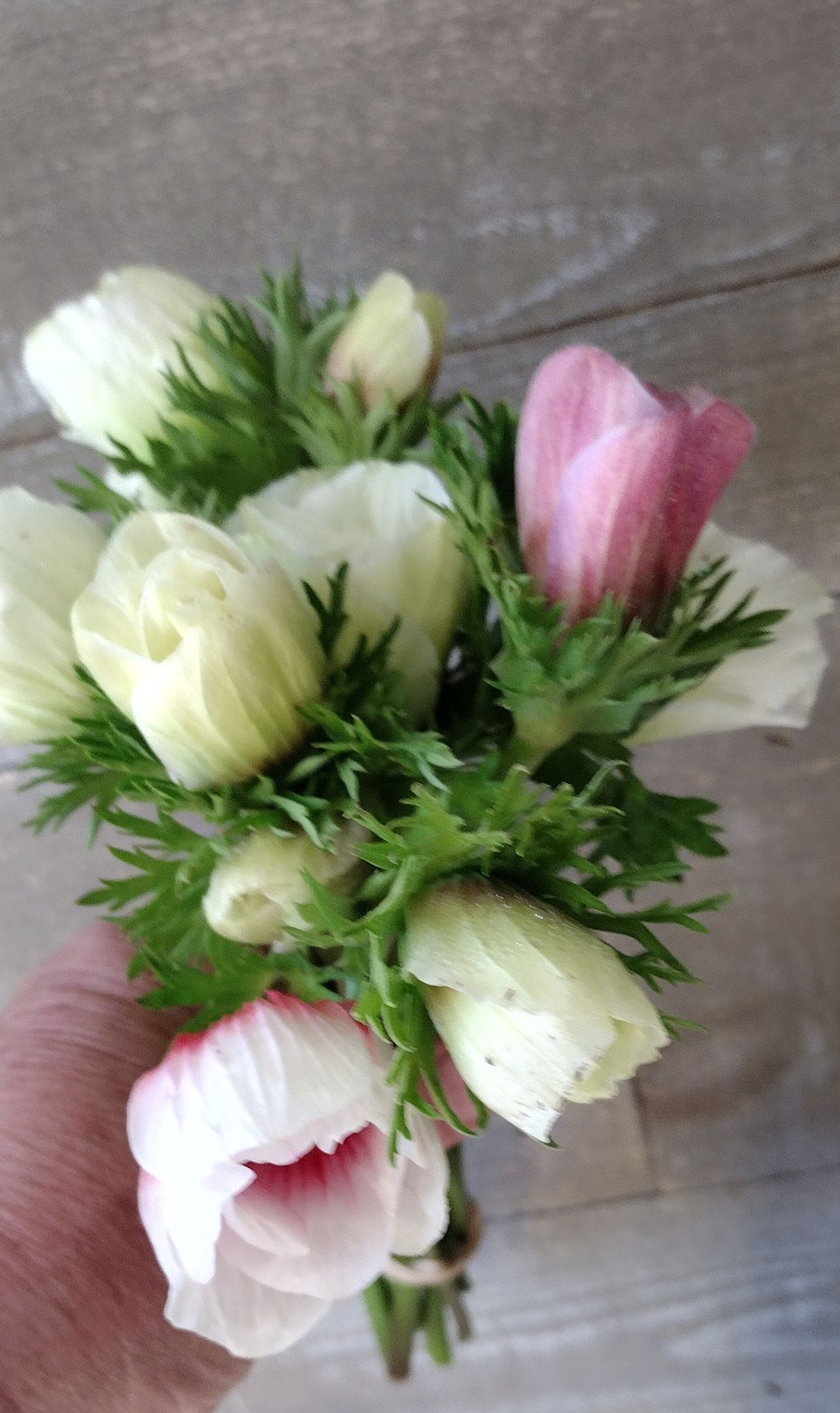 ANEMONE coronaria Galilee Pastel