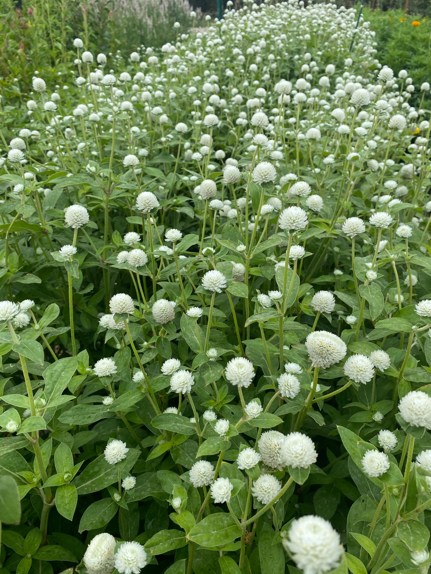 GOMPHRENA globosa Audray
