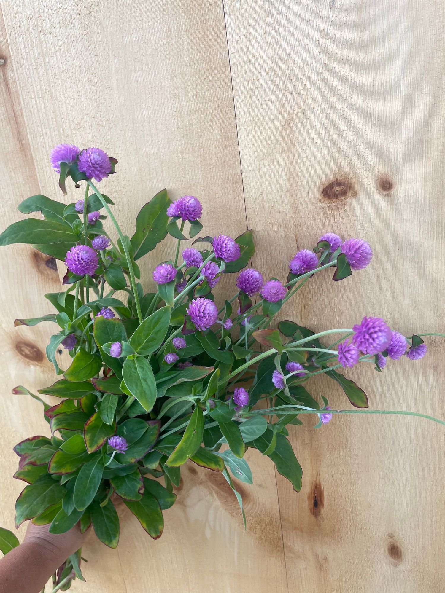 GOMPHRENA globosa Audray
