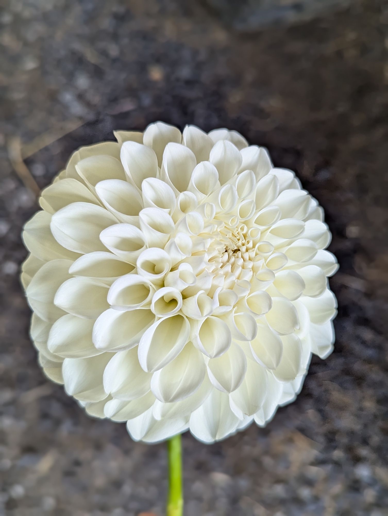 DAHLIA Boom Boom White