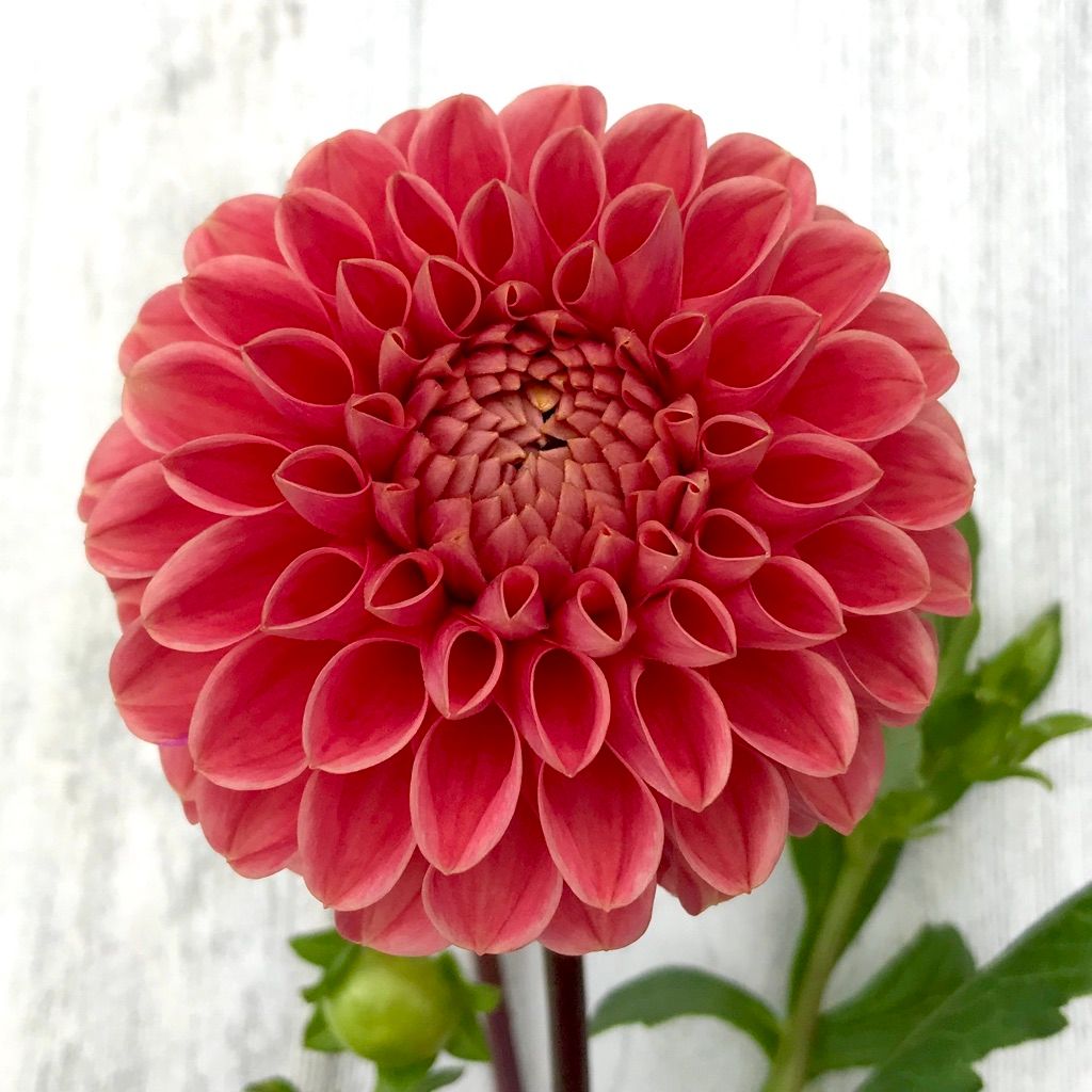 DAHLIA Jomanda