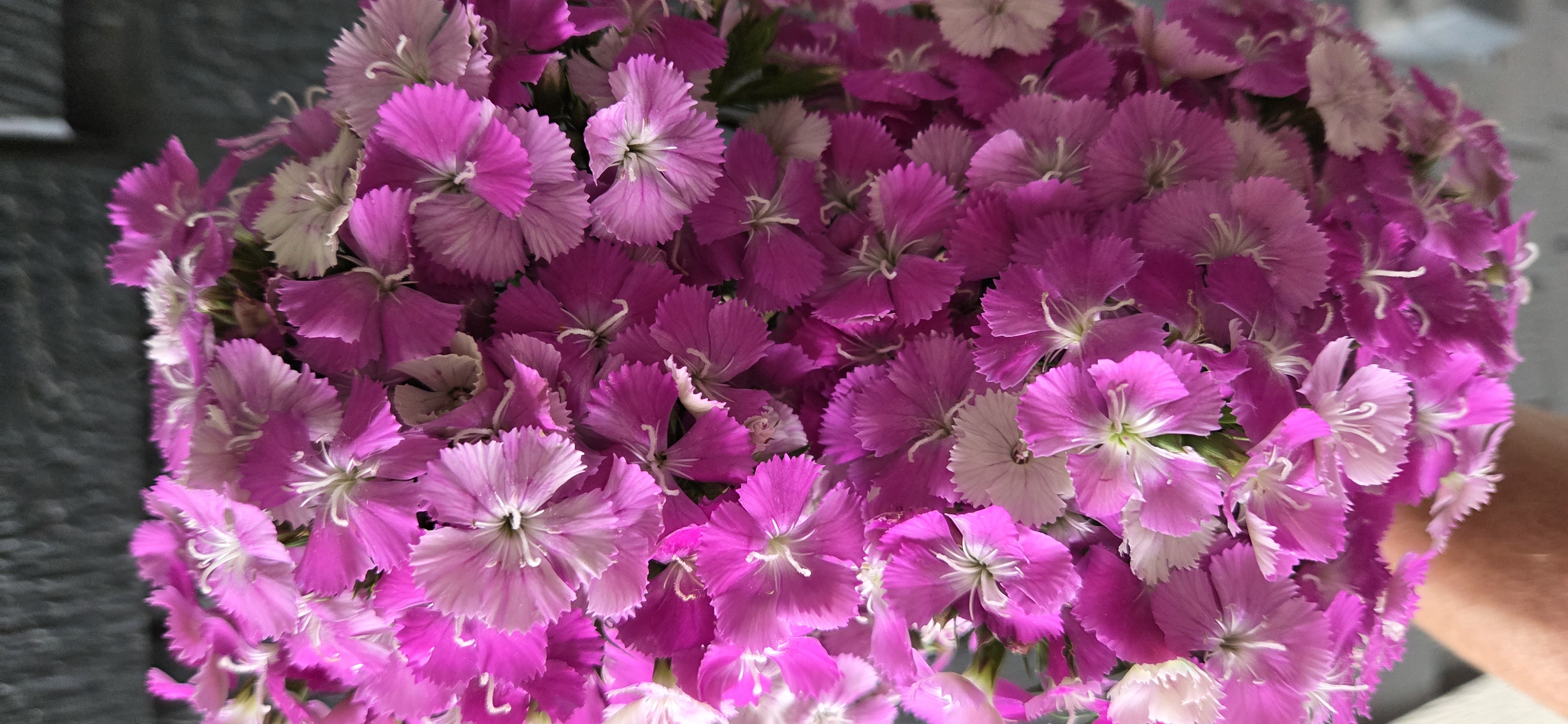 DIANTHUS barbatus