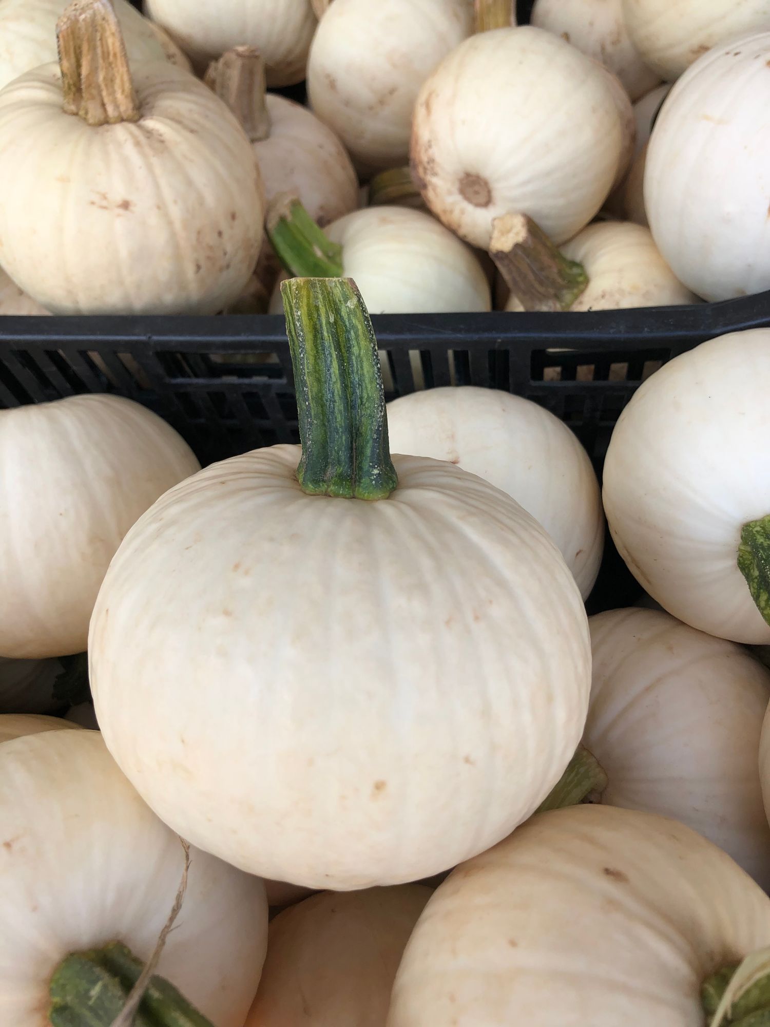 Small Baby White Pumpkins