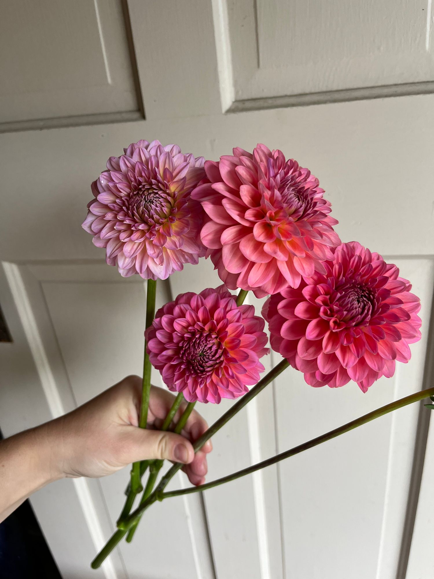 DAHLIA Pink Runner