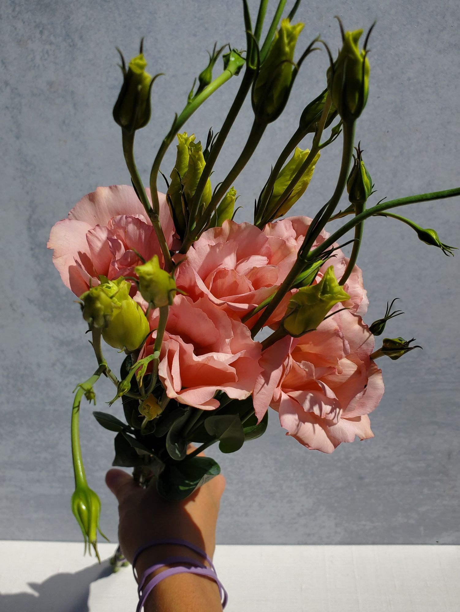 EUSTOMA grandiflorum Arena Apricot