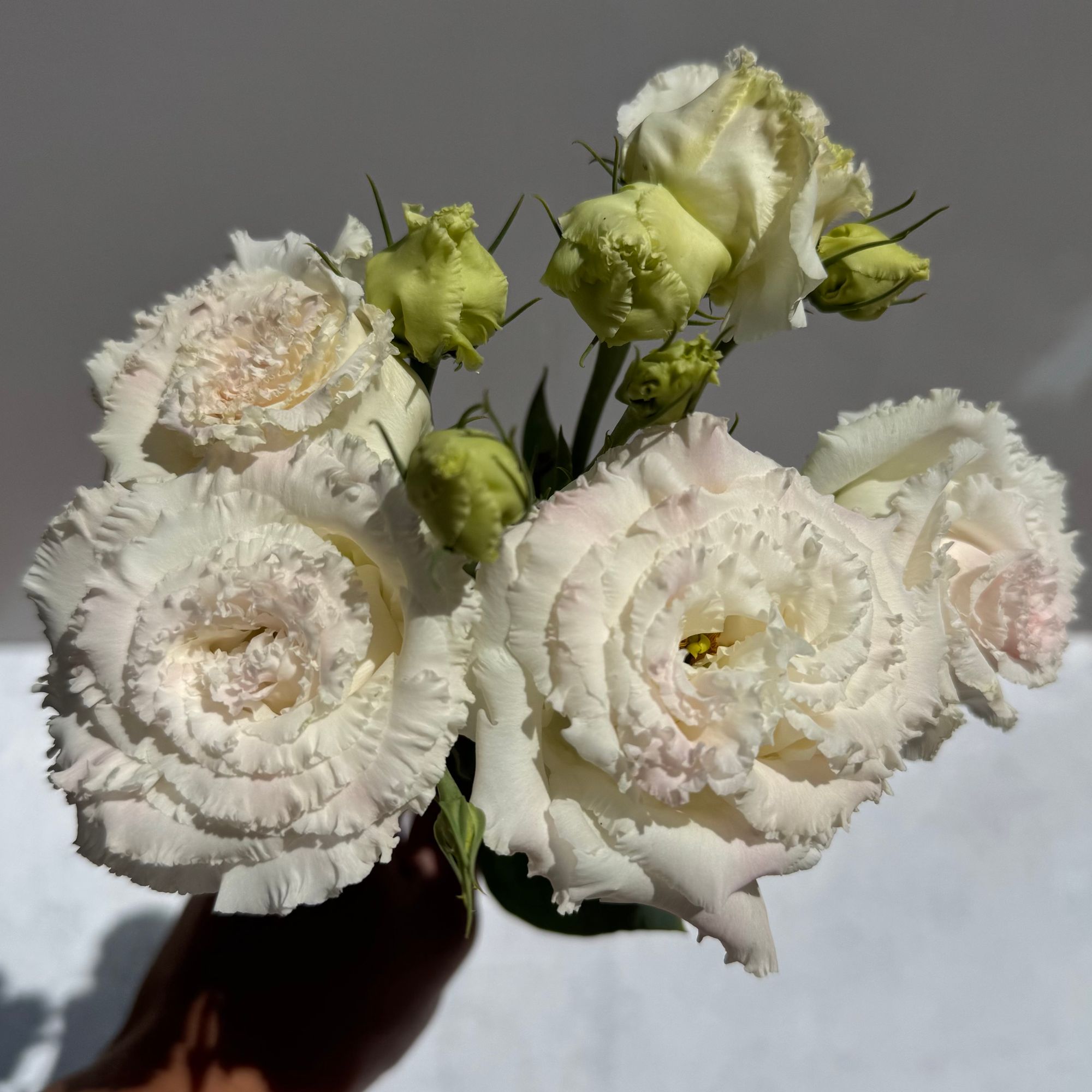 EUSTOMA grandiflorum Voyage First Love