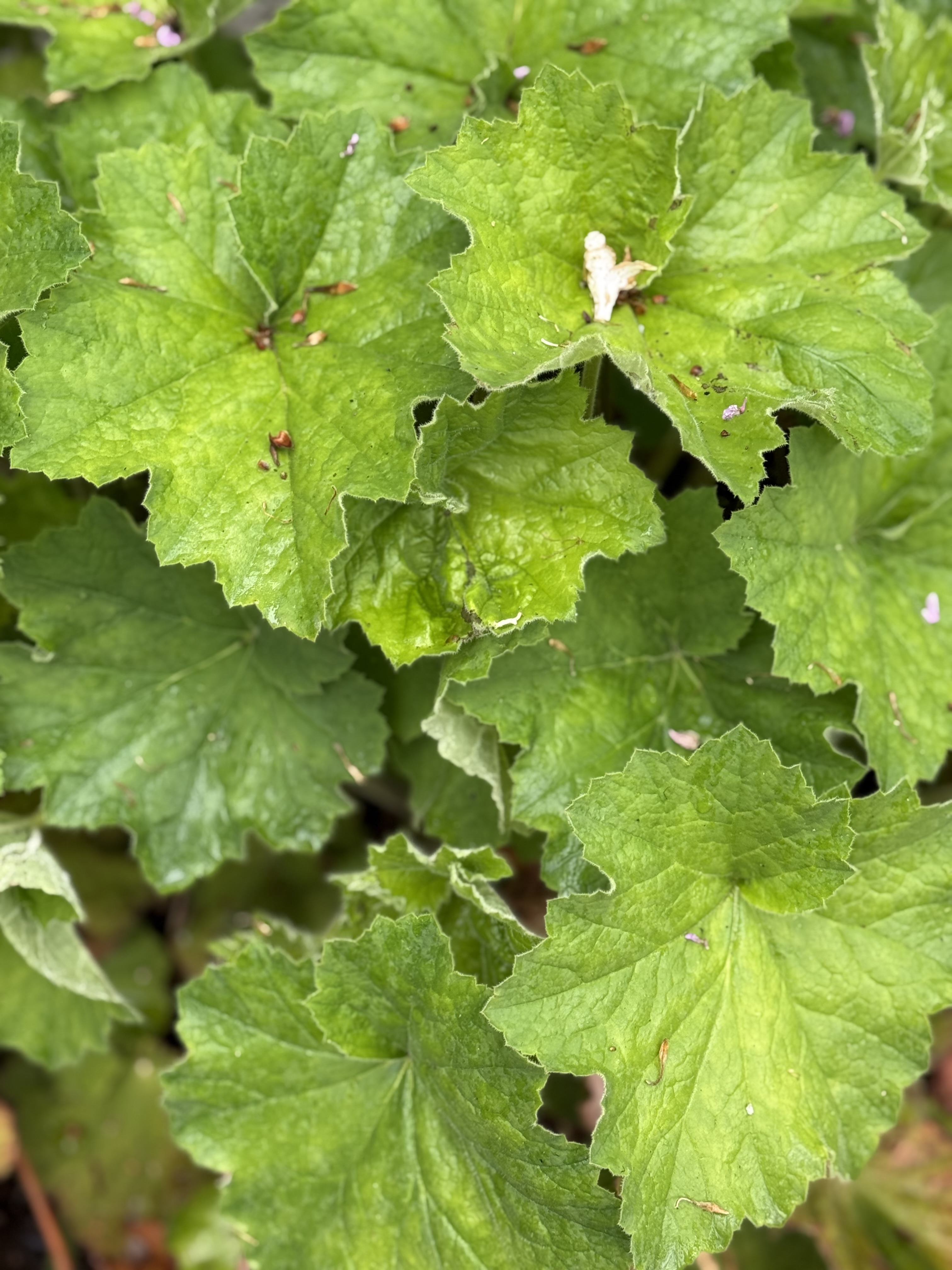 HEUCHERA villosa Autumn Bride
