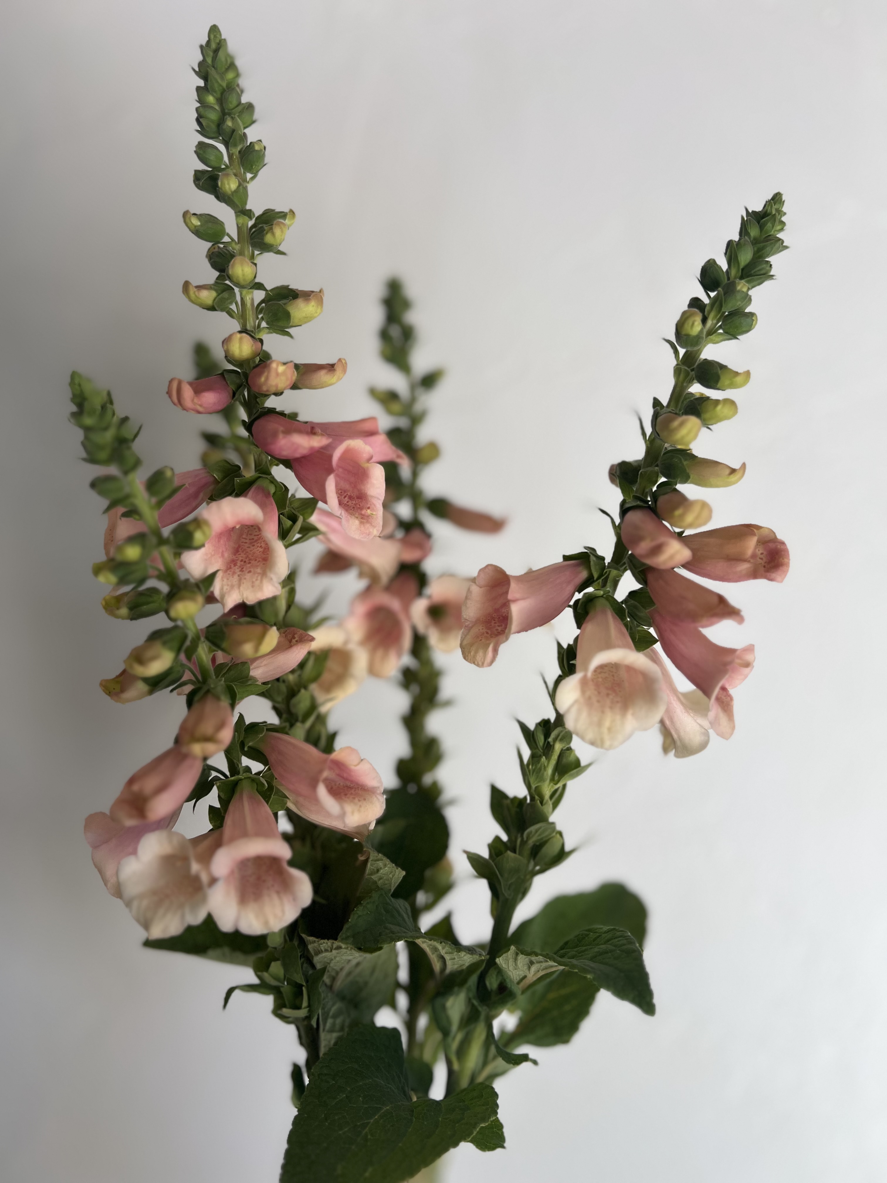DIGITALIS purpurea Dalmatian Peach