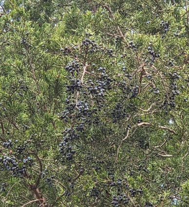 JUNIPERUS virginiana
