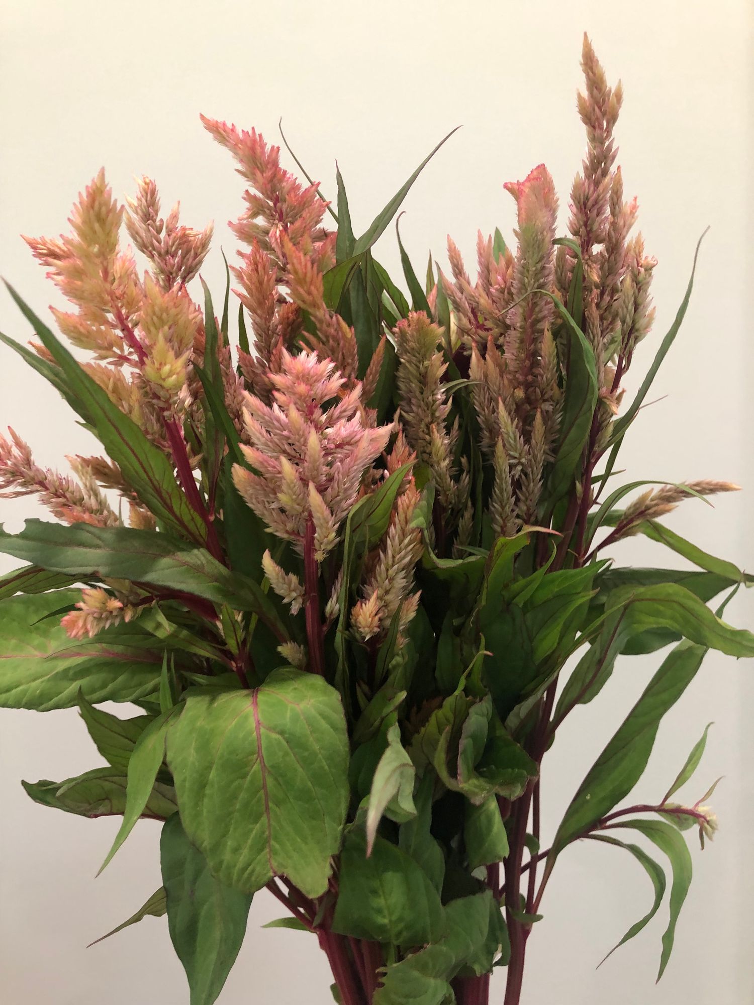 CELOSIA argentea var. plumosa Rose Gold