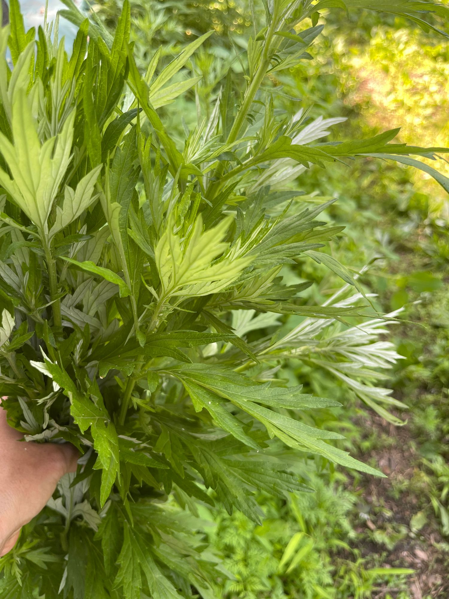 ARTEMISIA absinthium