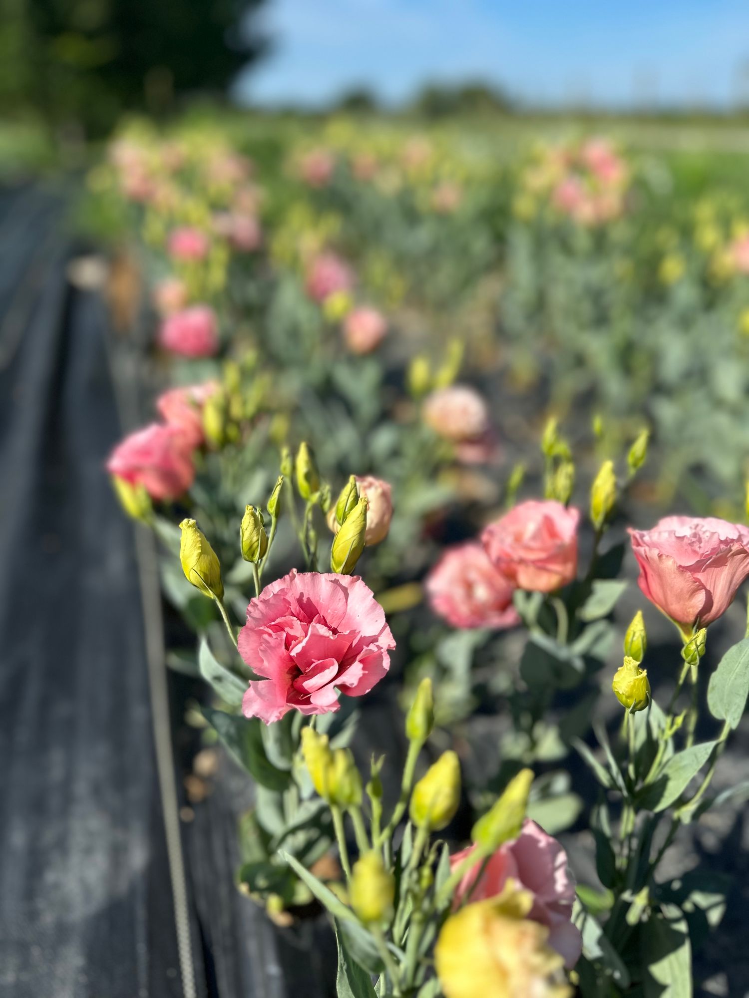 EUSTOMA grandiflorum Super Magic