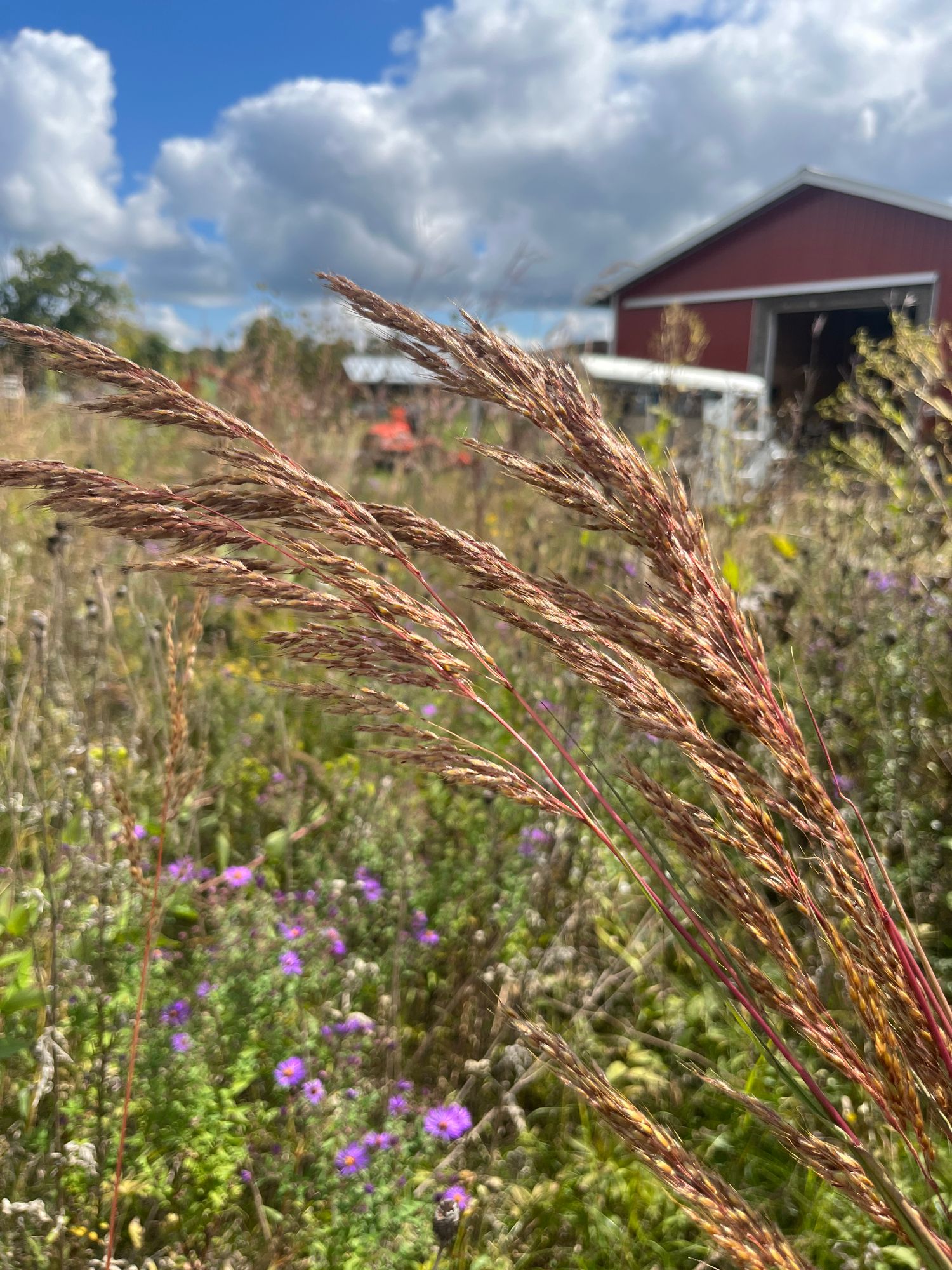 SORGHASTRUM nutans Indian Steel