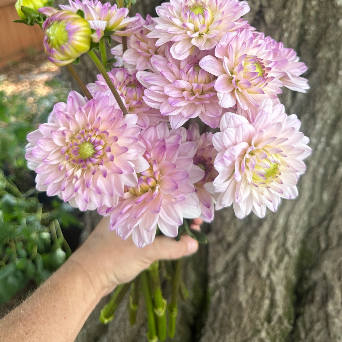 DAHLIA Silver Years