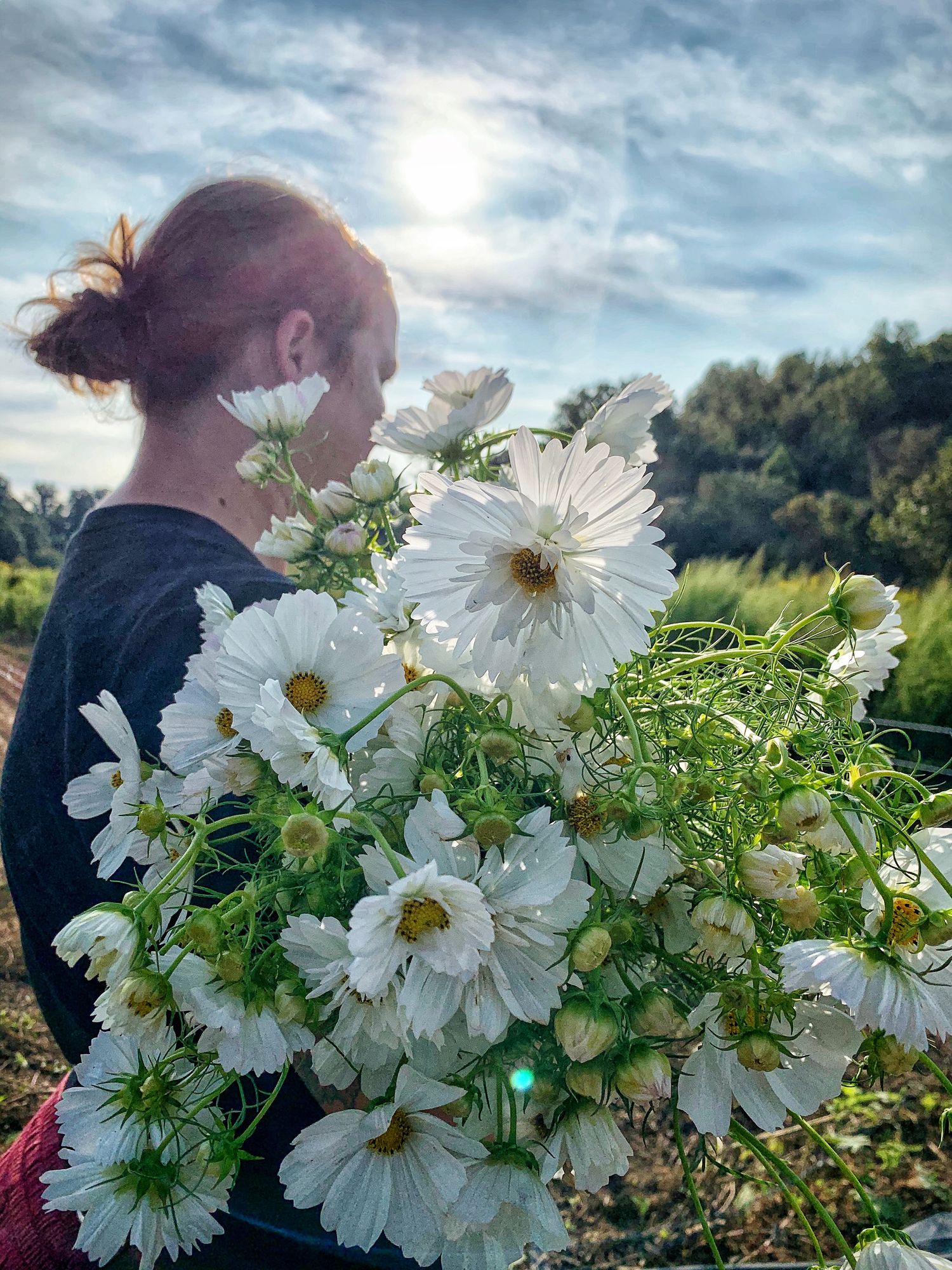 COSMOS bipinnatus Fizzy