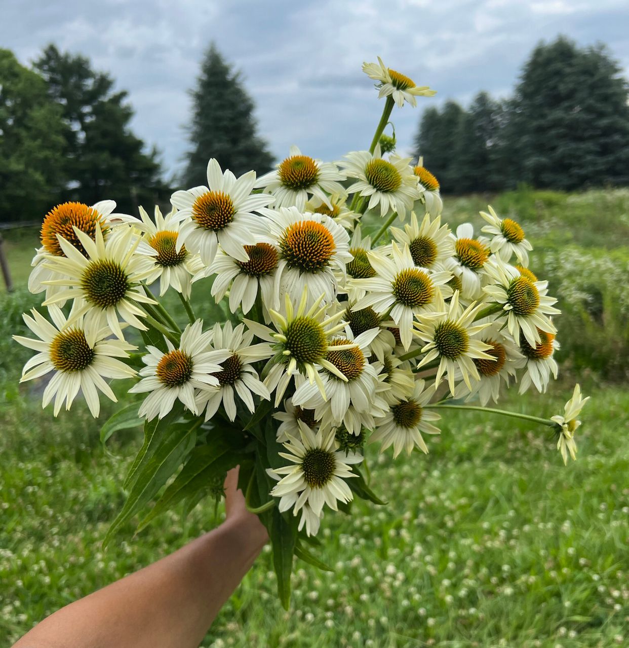 ECHINACEA purpurea PowWow White