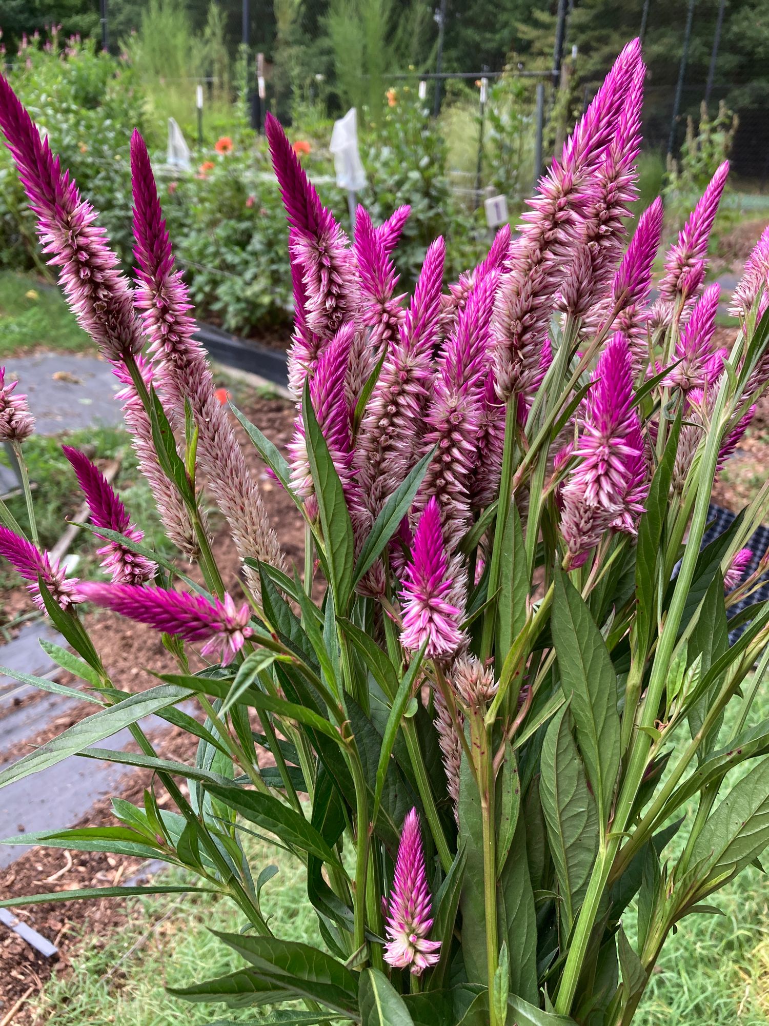 CELOSIA argentea var. spicata Cramer's Amazon