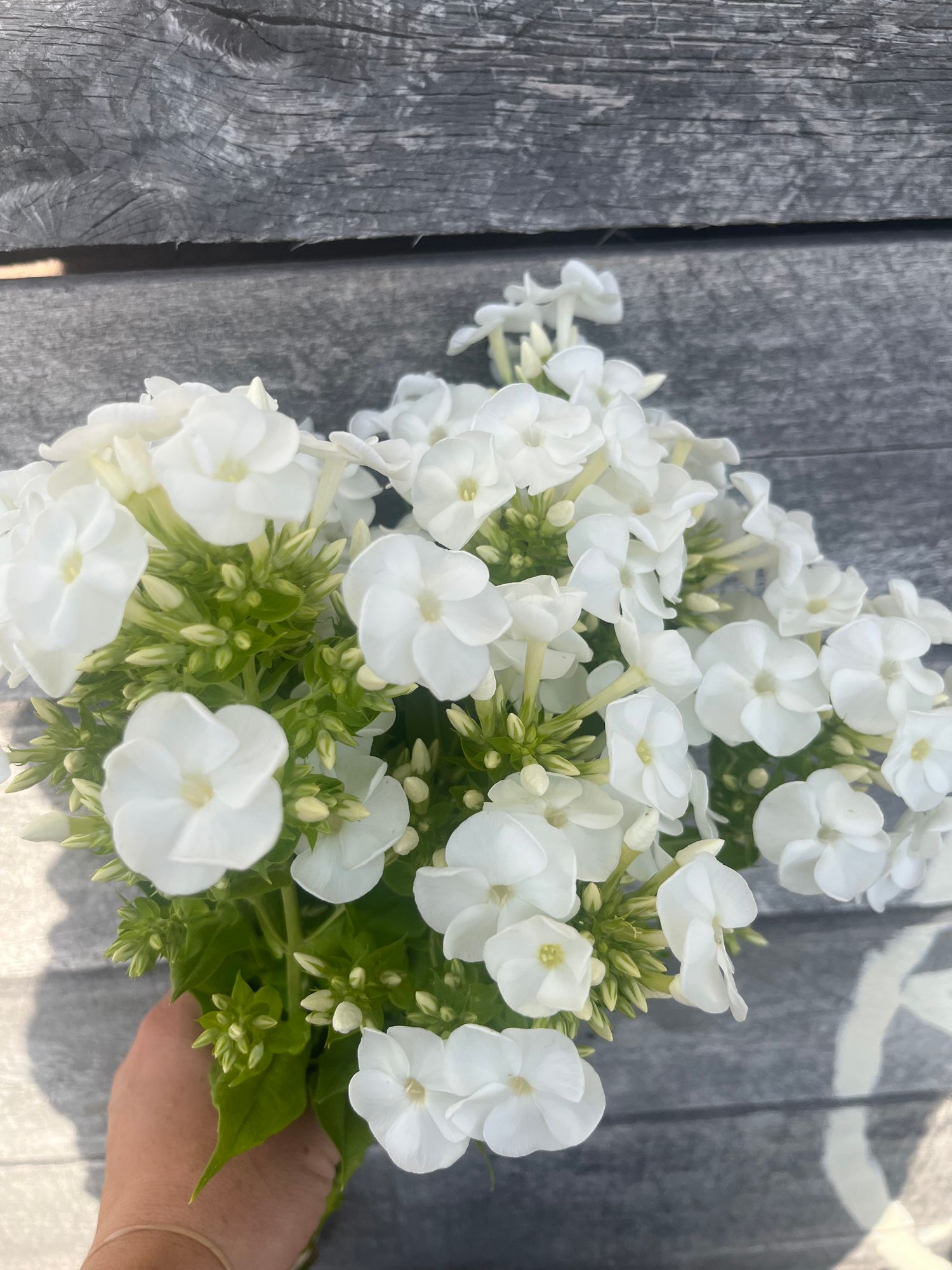 PHLOX paniculata David