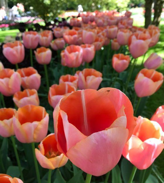 TULIPA Menton