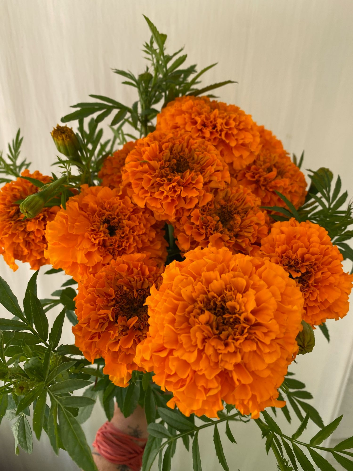 TAGETES erecta