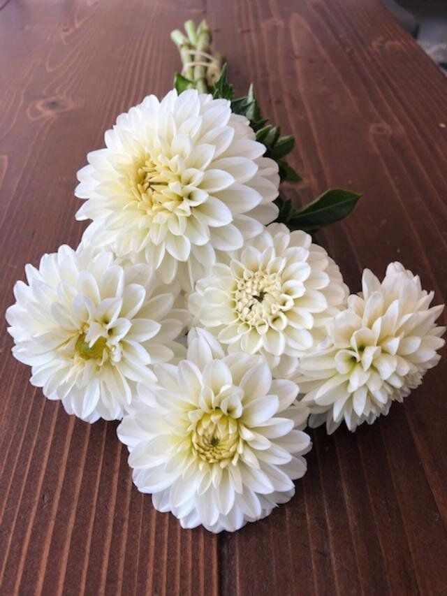 DAHLIA Boom Boom White