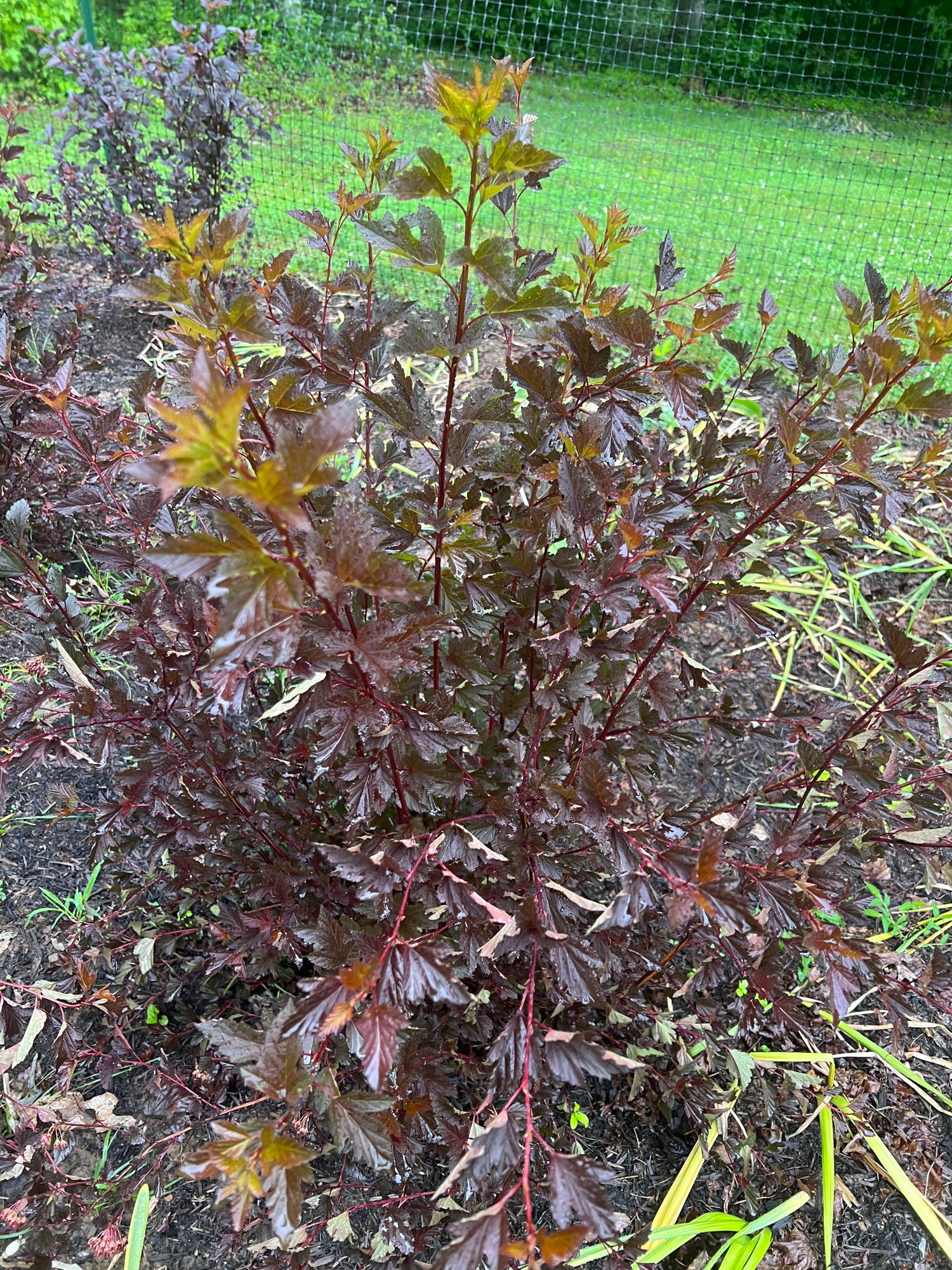 PHYSOCARPUS opulifolius Summer Wine