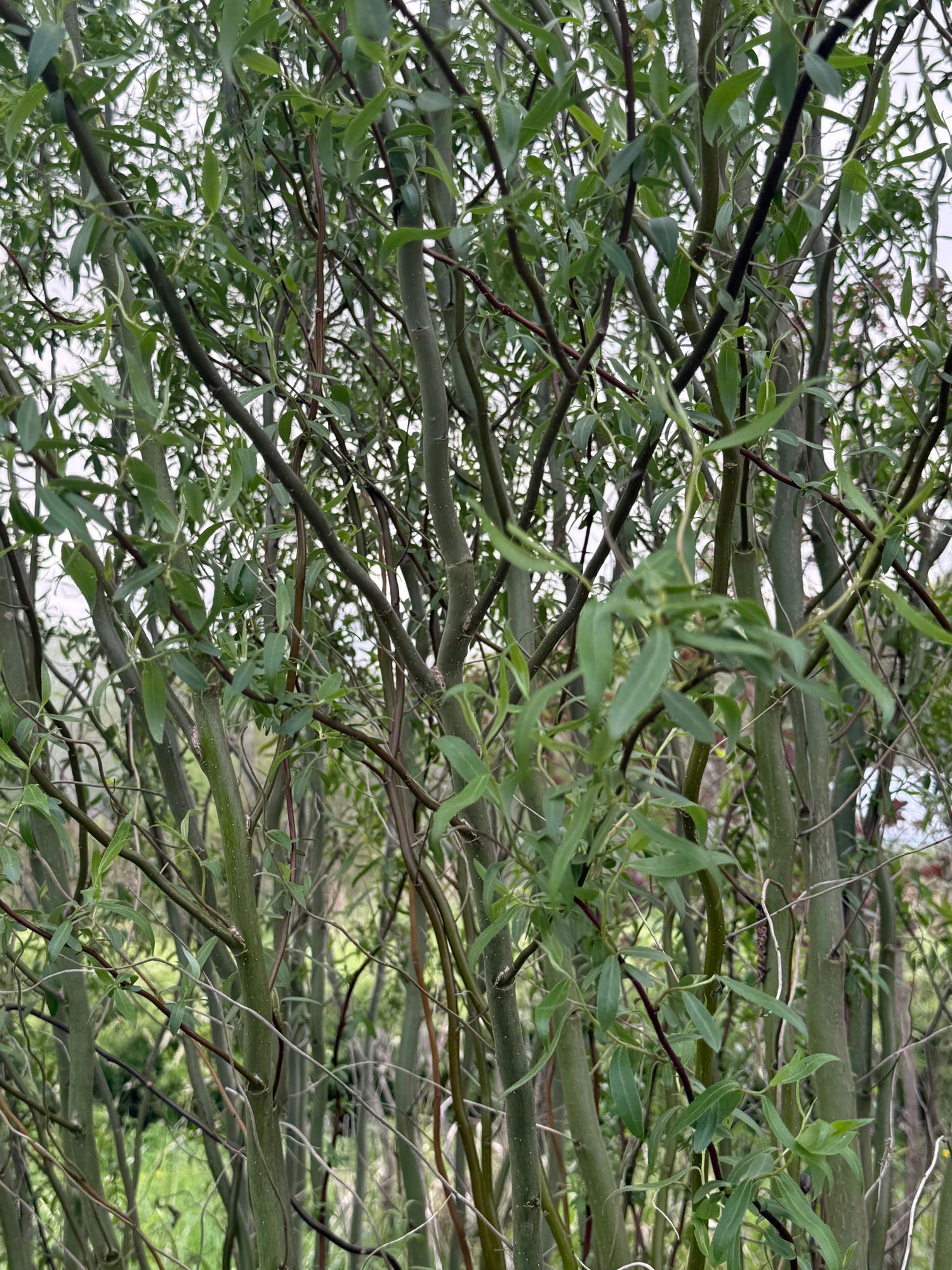 SALIX matsudana var. tortuosa