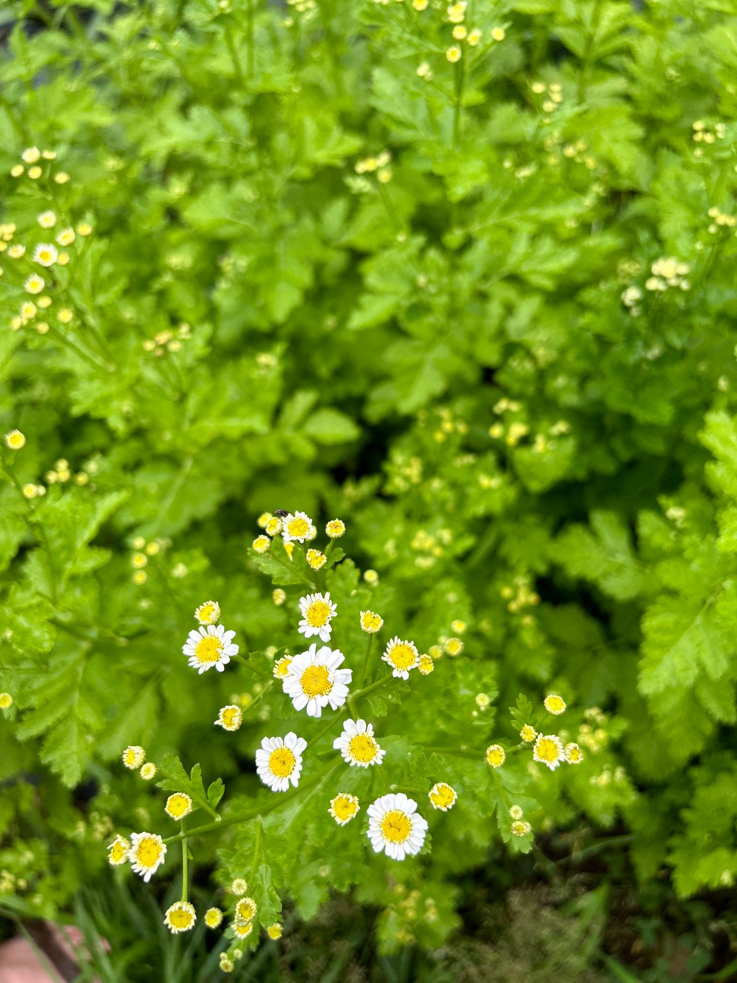 TANACETUM parthenium