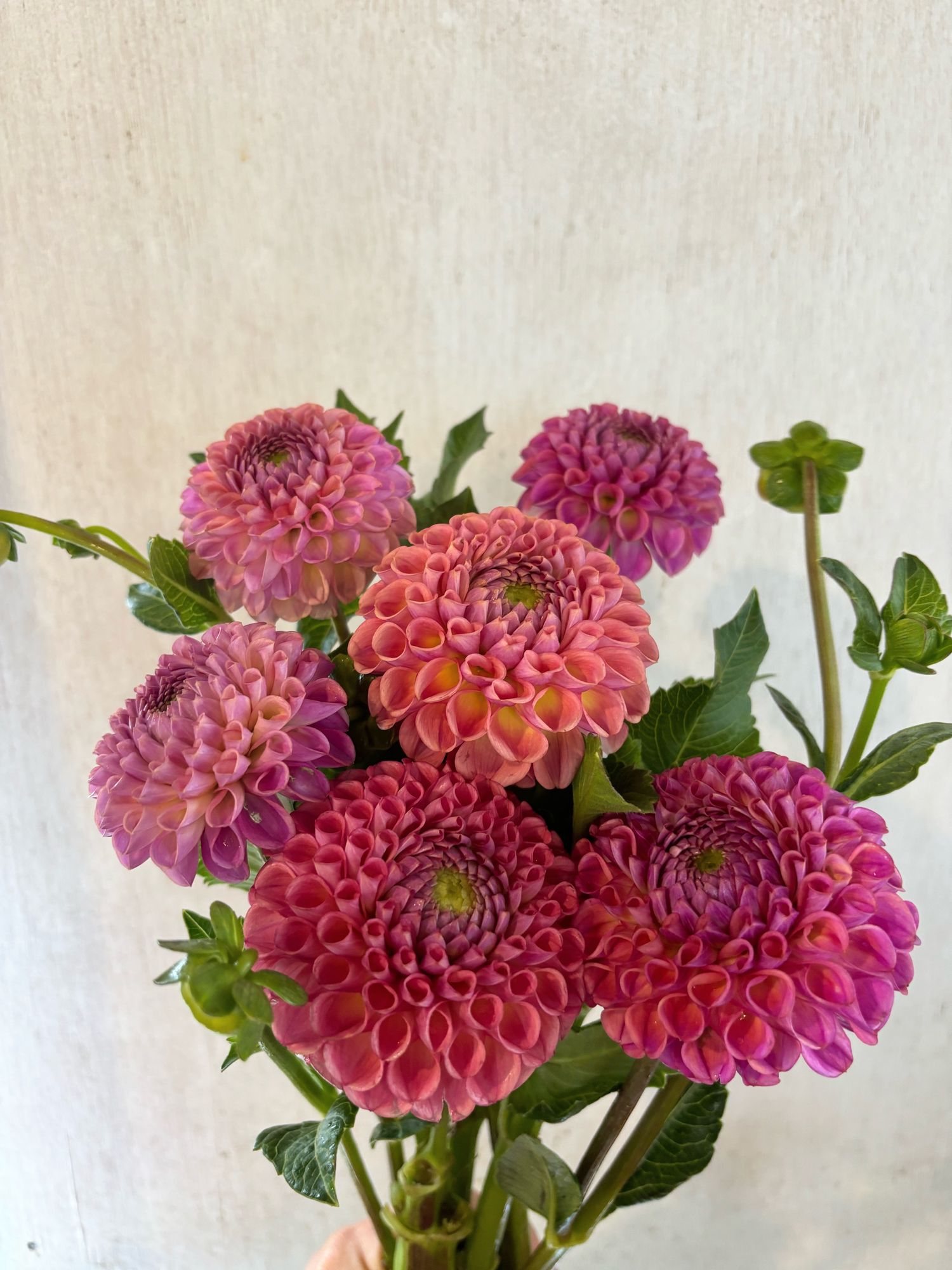 DAHLIA Caitlins Joy