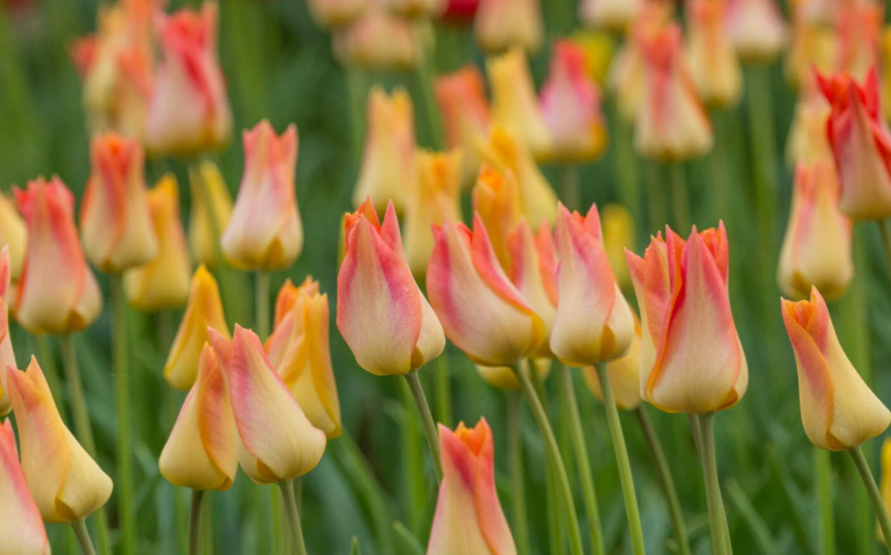 TULIPA