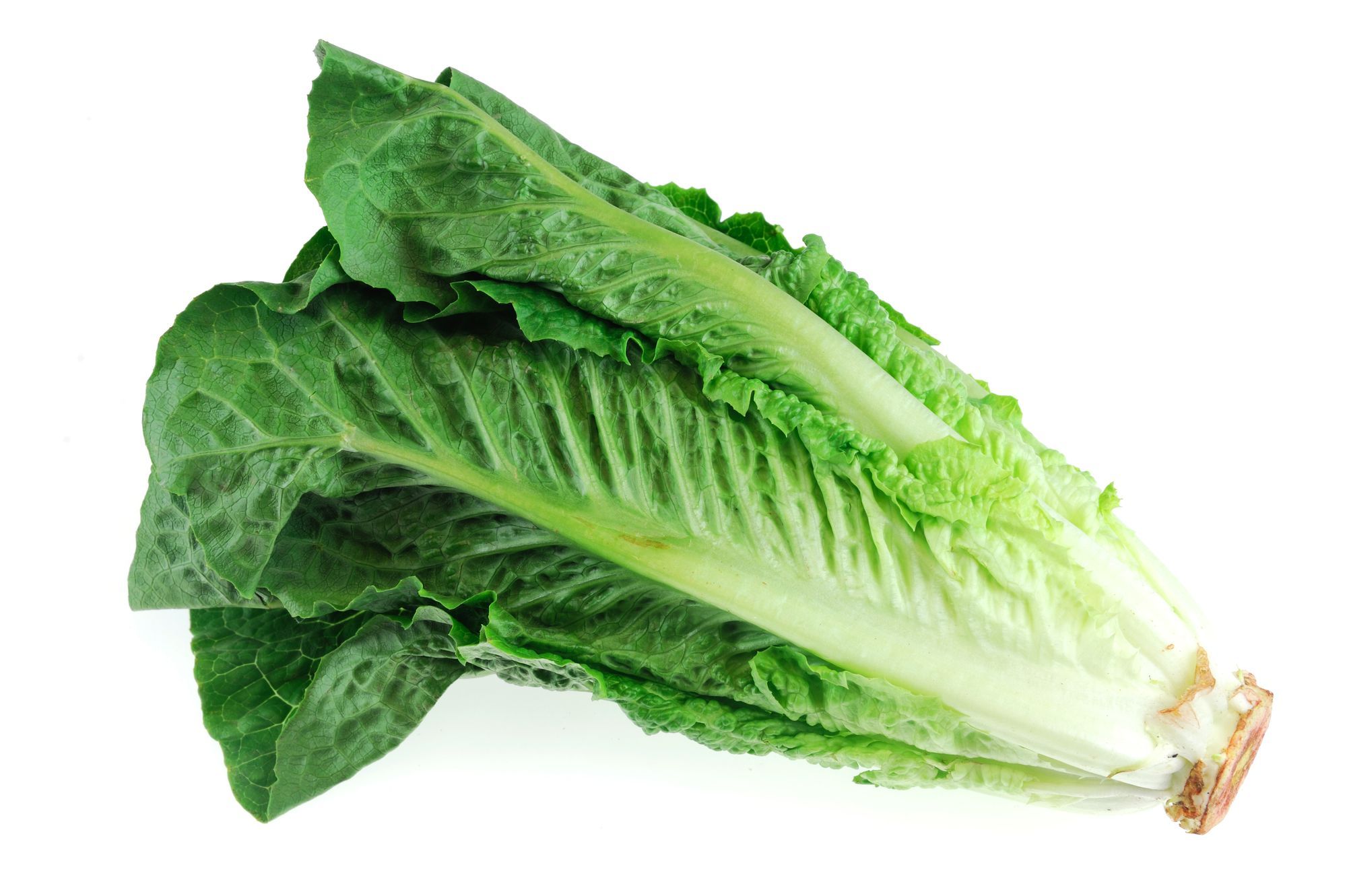 Greens: Lettuce, Romaine