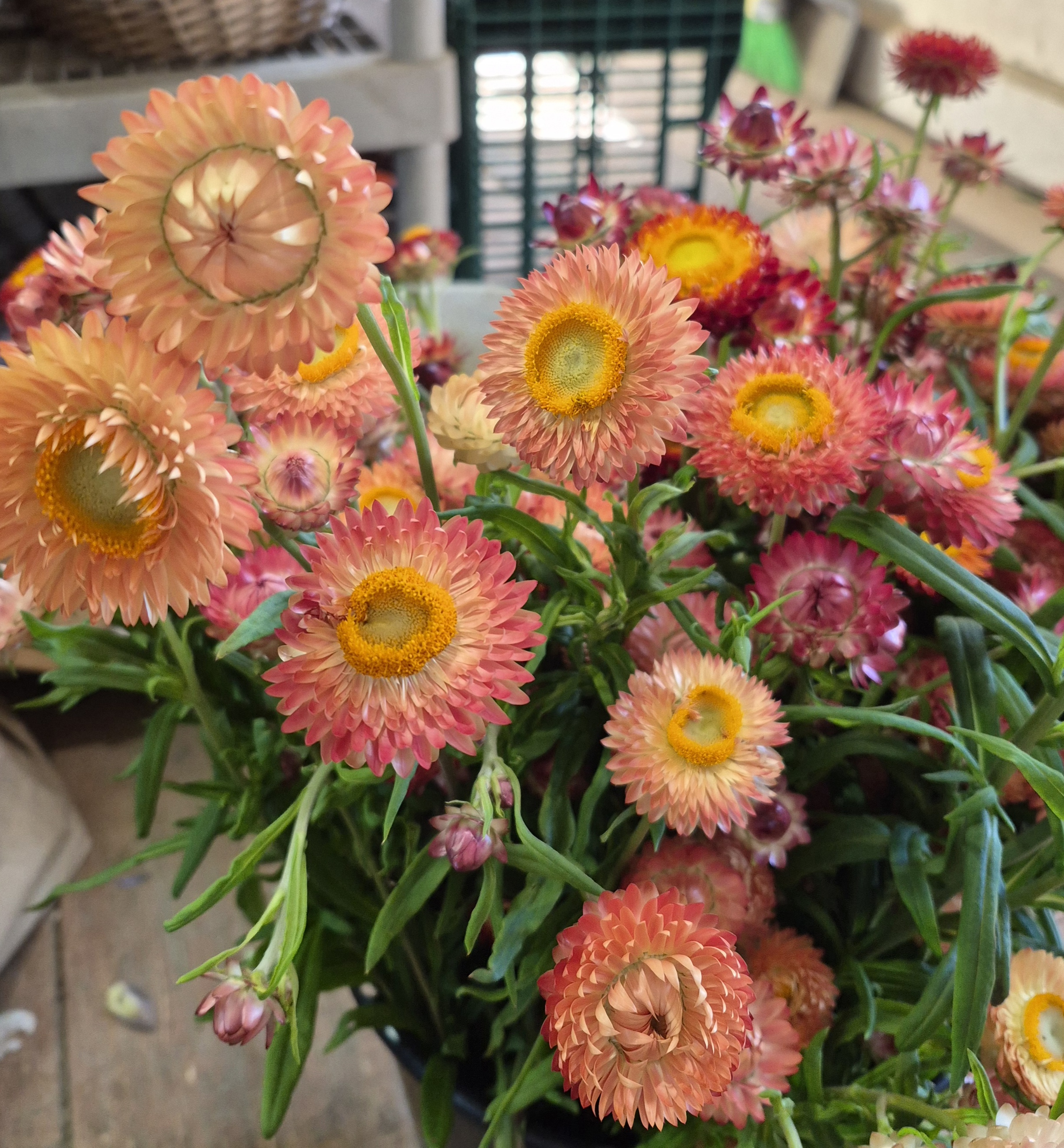 XEROCHRYSUM bracteatum Apricot Peach