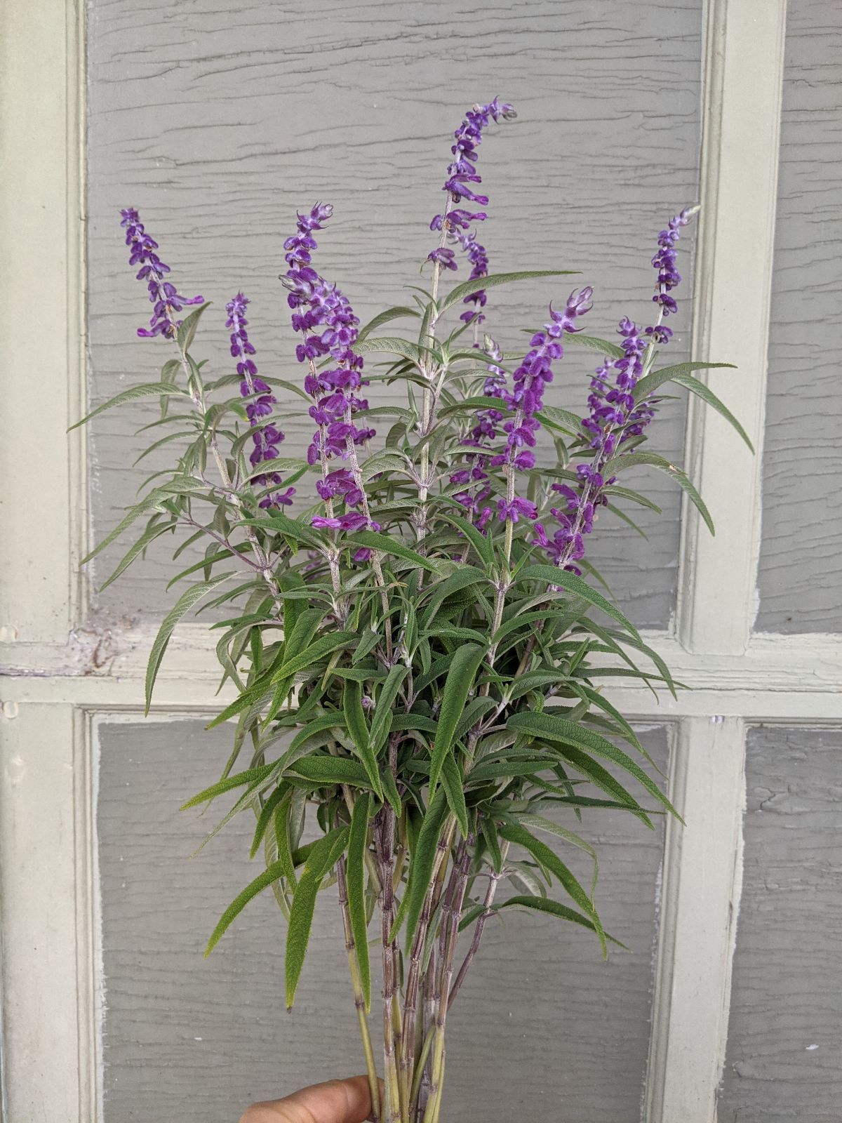 SALVIA leucantha