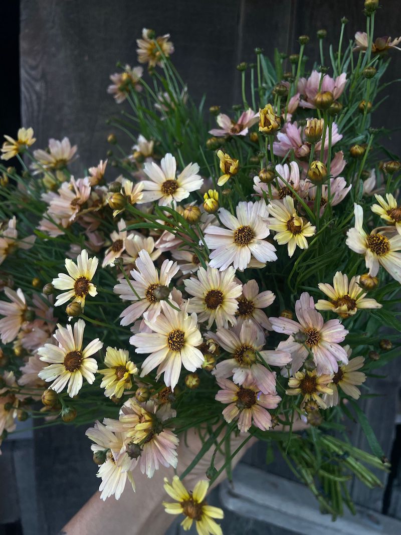 COREOPSIS verticillata Nova Sunstone
