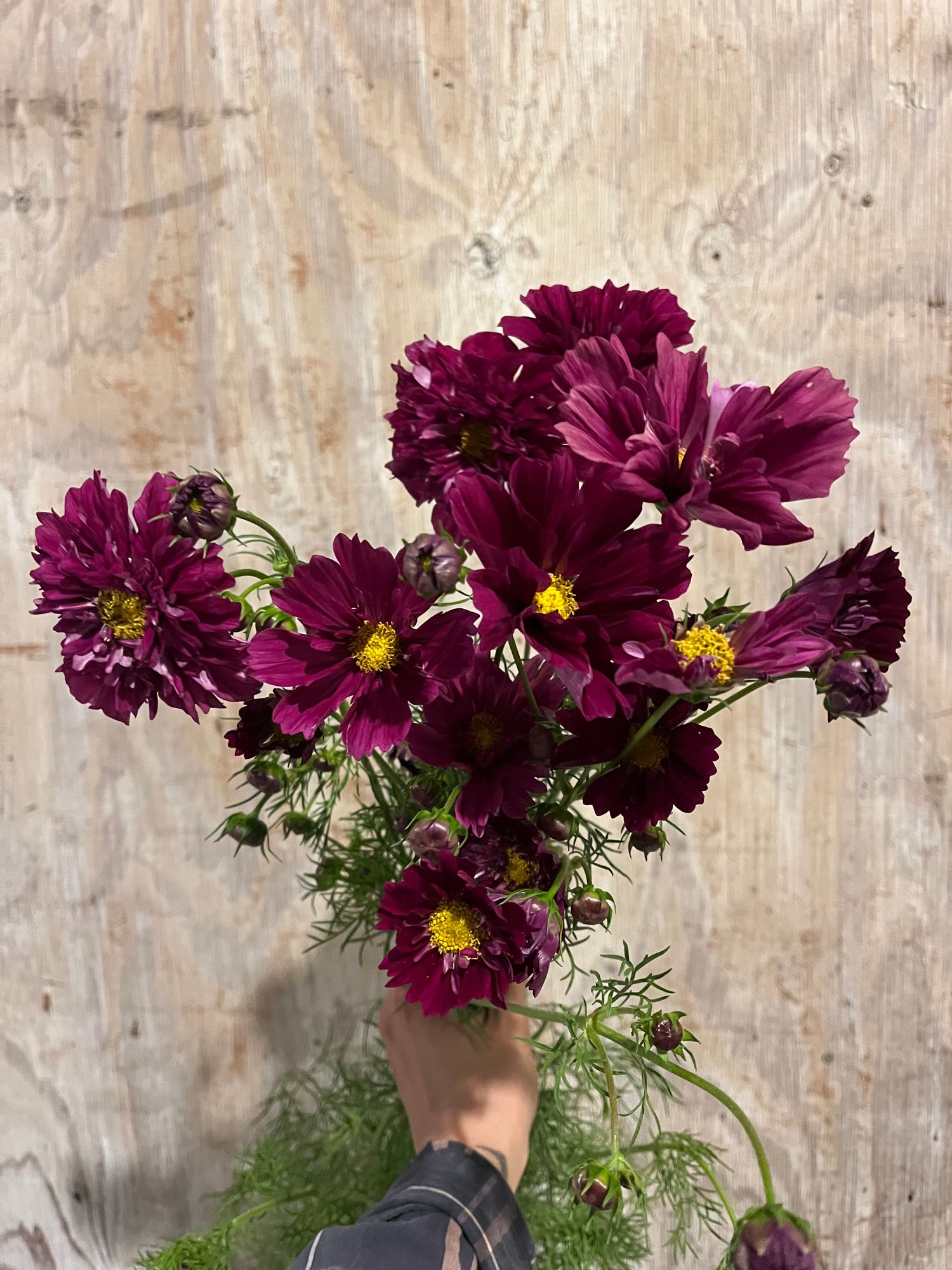 COSMOS bipinnatus Double Click Cranberry