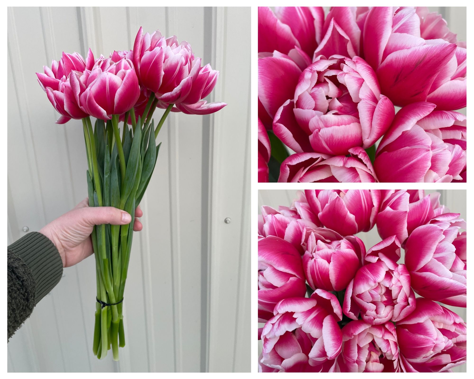 Columbus Tulip (Individual)