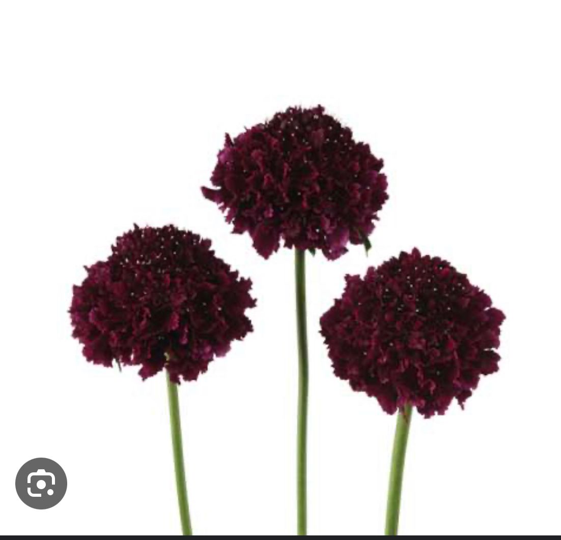 SCABIOSA atropurpurea x caucasica Bon Bon Scoop