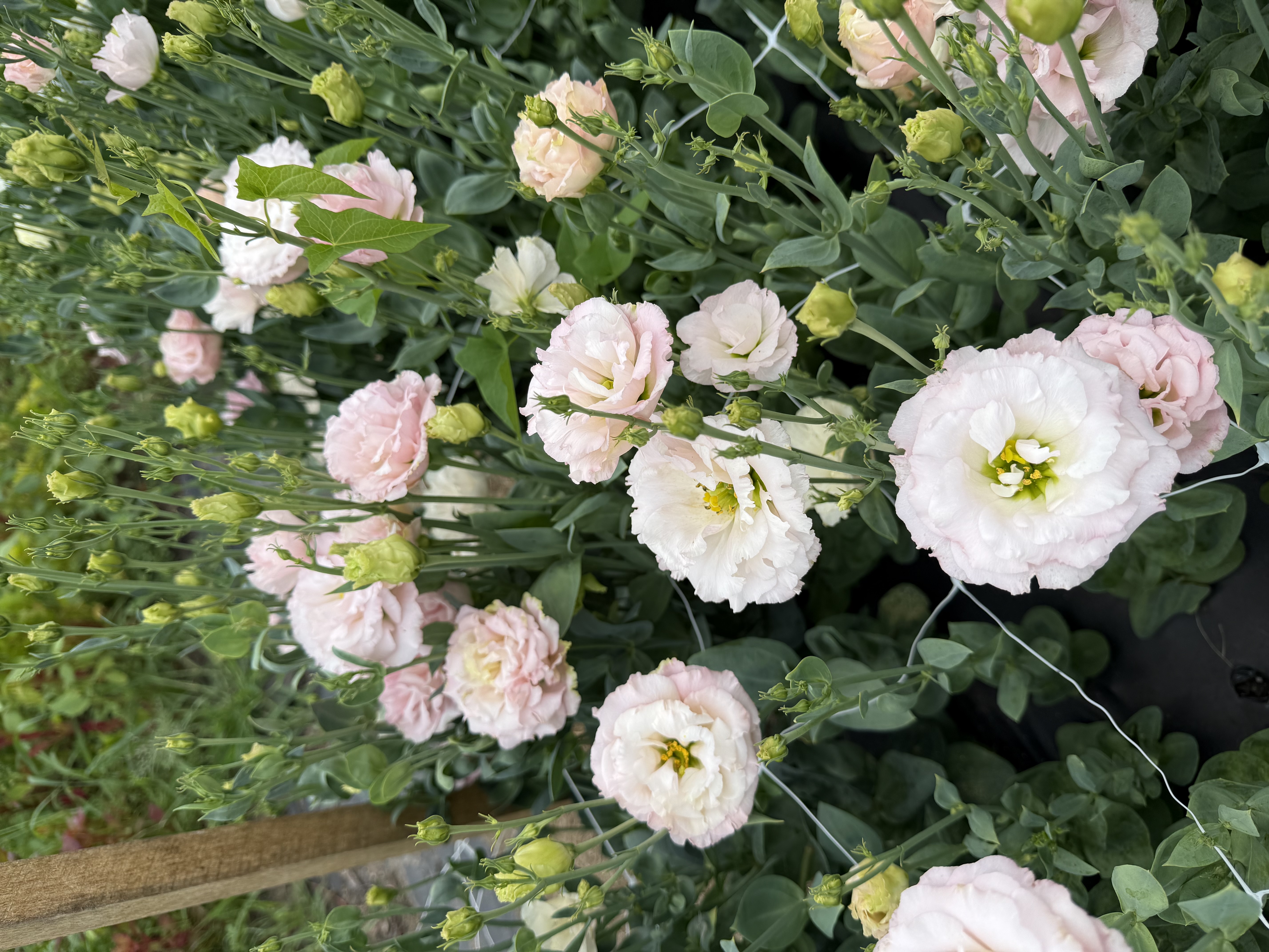 EUSTOMA grandiflorum Celeb Sakura Pink