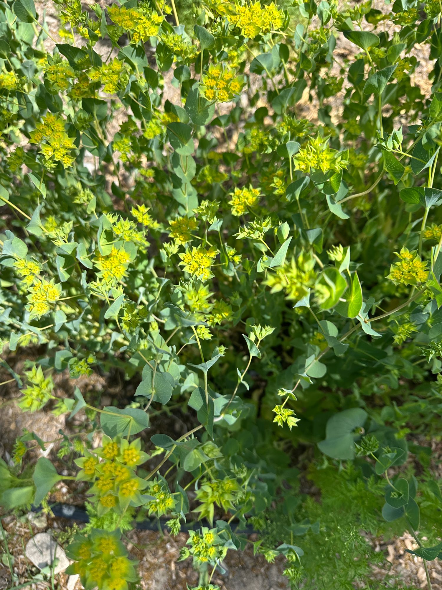 BUPLEURUM griffithii Green Gold